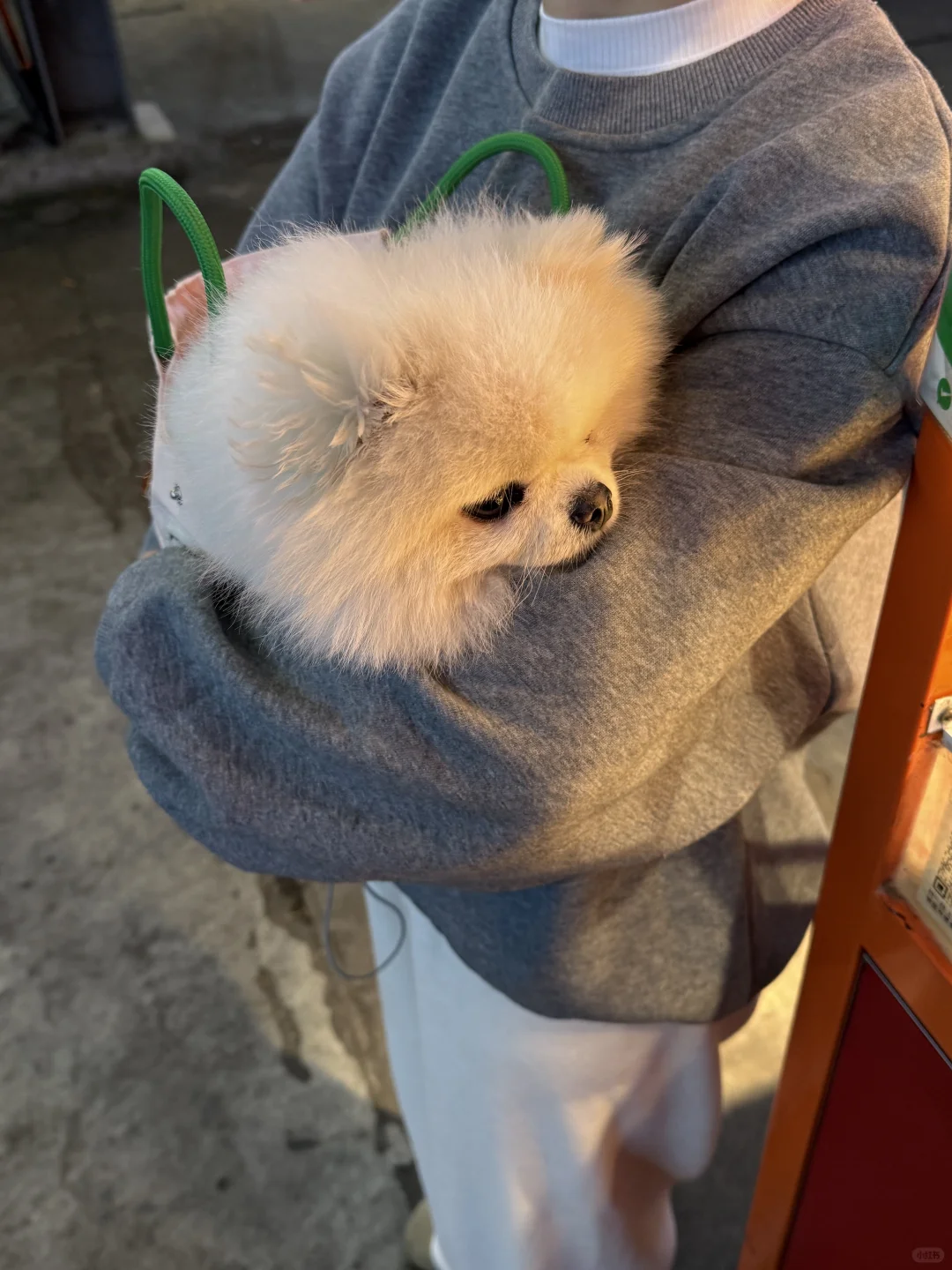 冬天包里开始长狗啦