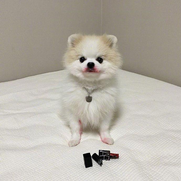 耳朵消失了....