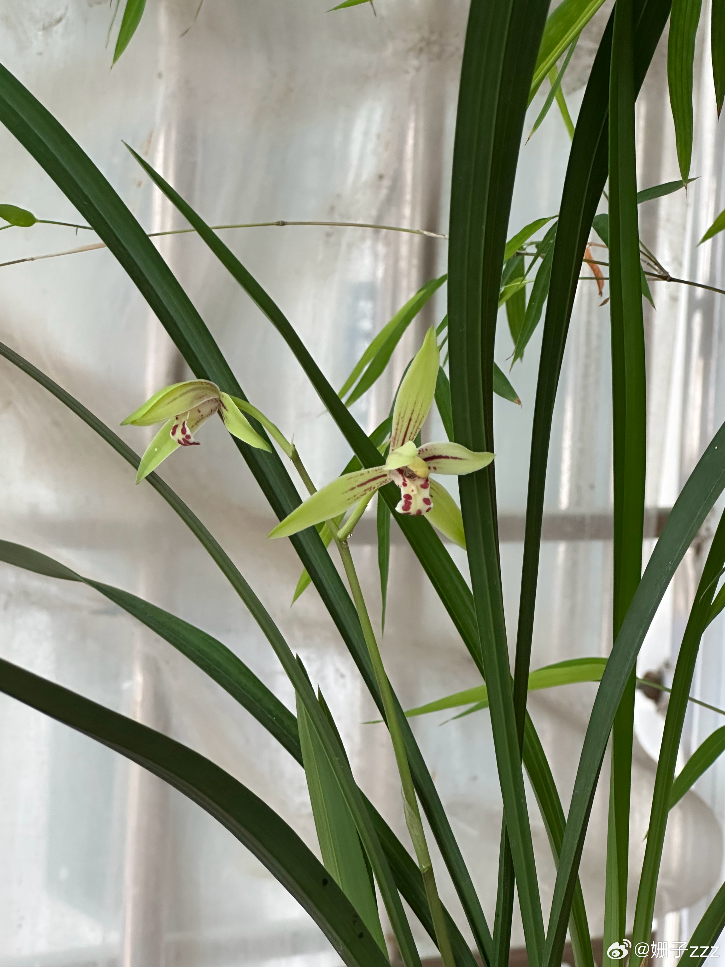 兰花开了～昙花也快了 