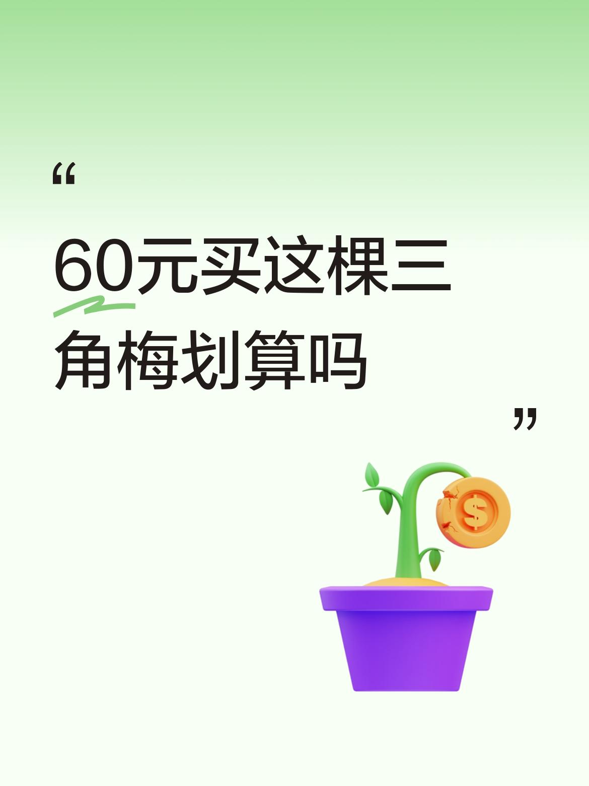 60元买这棵三角梅划算吗这个这家伙真小气！一棵三角梅送给邻居就算了，还要买60元