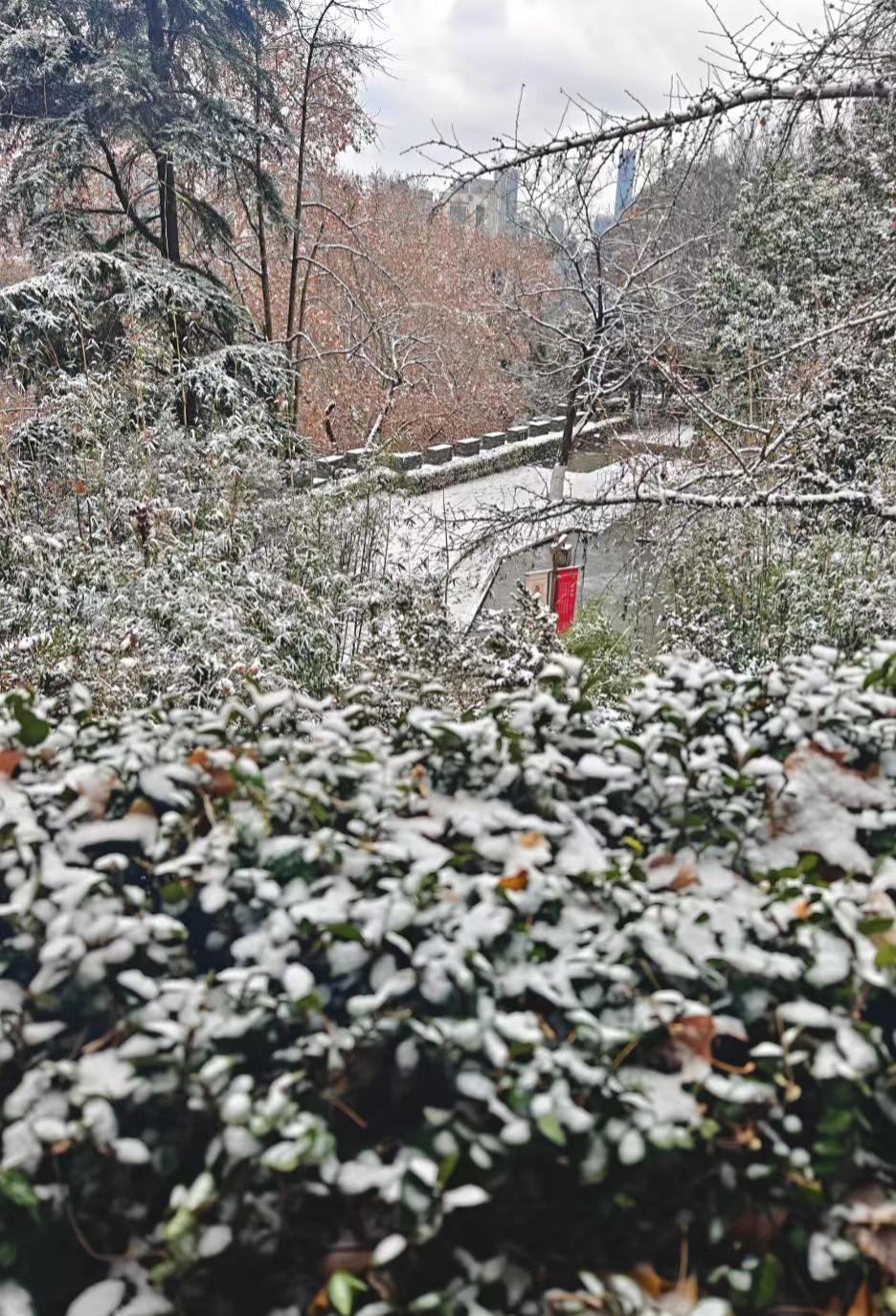 雪给丛林织了层绒白的纱，远处的红在寒枝间亮着，像把冻住的火苗，让冬的寂静里，也藏