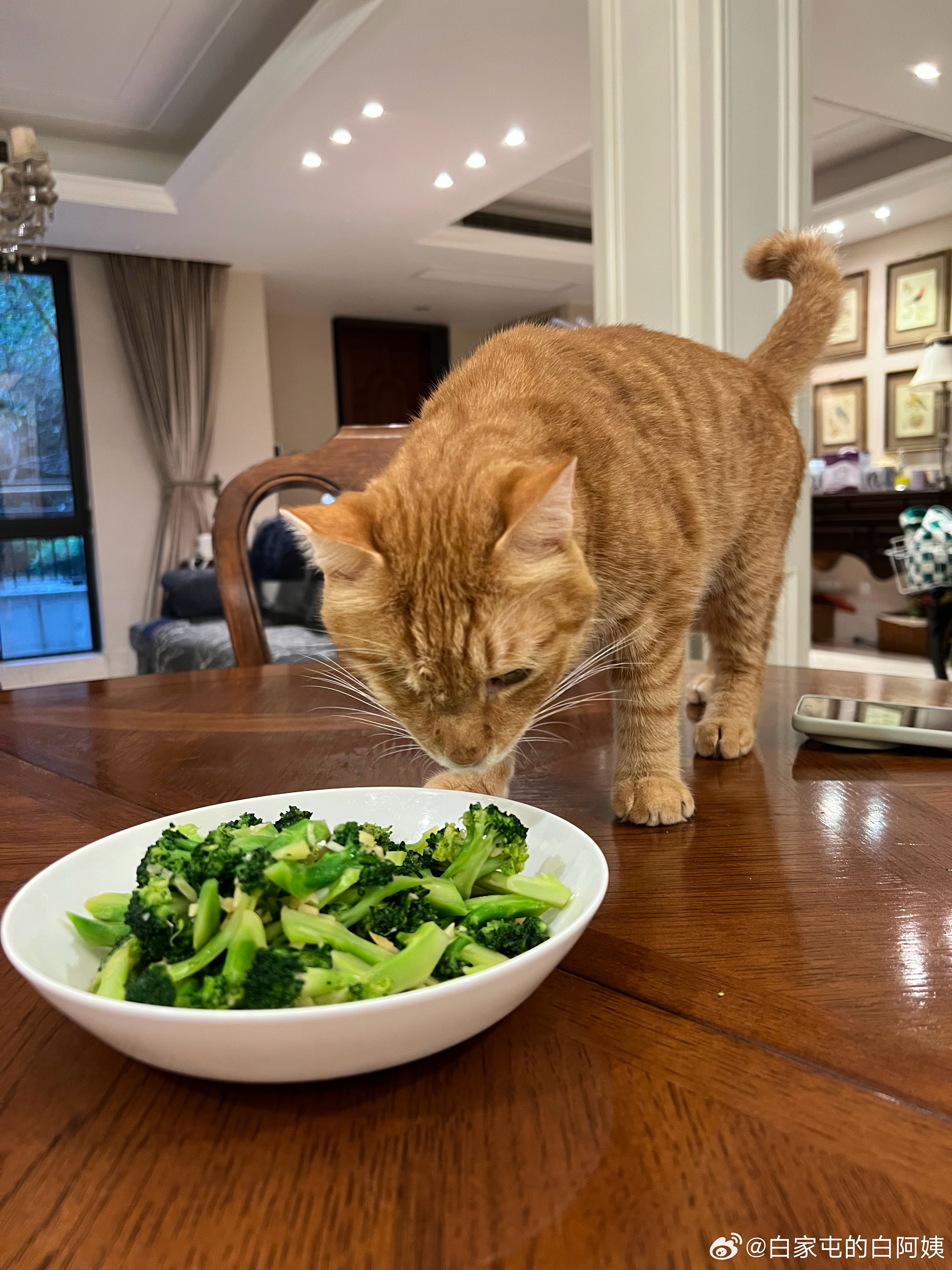 瞅瞅这没规矩的小猫，你筷子呢，你直接上嘴吃了，让别人怎么吃啊[怒骂] ​​​