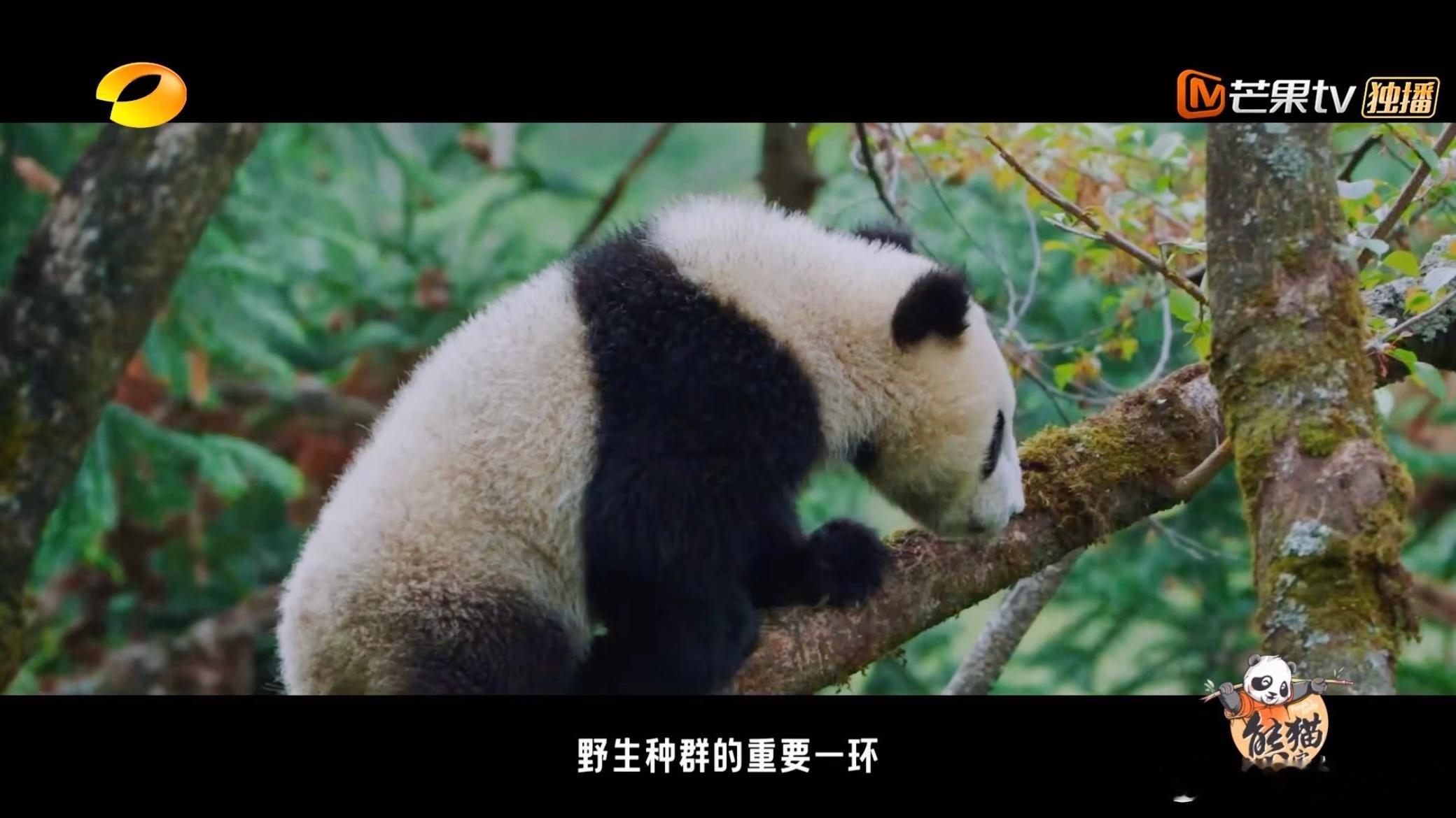 #熊猫一家人这期讲野化培训#这一次真的是让我们感受到了对于大熊猫野培的意义，真的