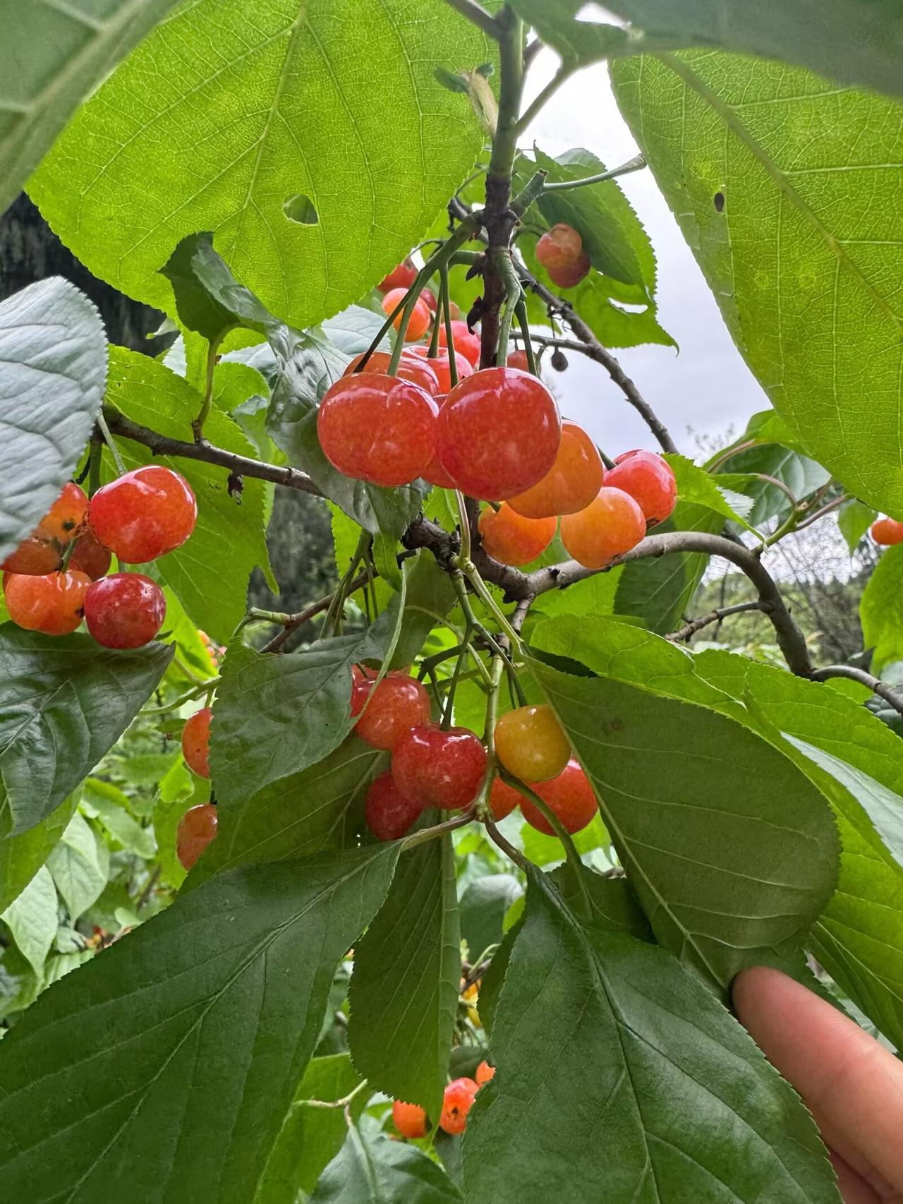 老话说"樱桃好吃树难栽"，这话不知从何说起。
  樱桃树压个枝，随便挖个坑栽下轻
