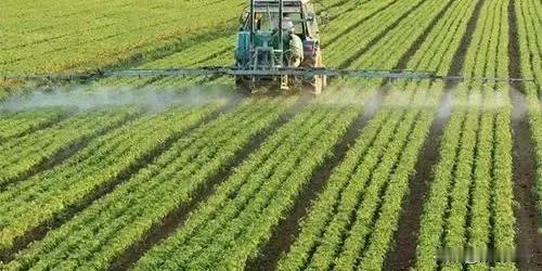 五律·小麦（平水韵）
花开无艳香，小满出青芒。
拔节汲肥土，盈浆沐水光。
沉沉期