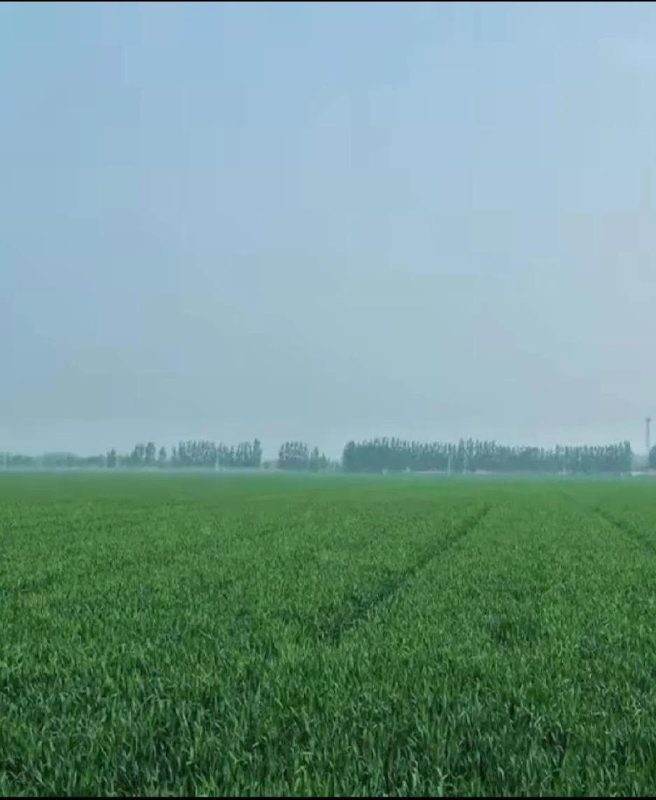 二月二，龙抬头，
春雨如注浇地头。
万物复苏露出头，
春光明媚讨彩头。
一年美好