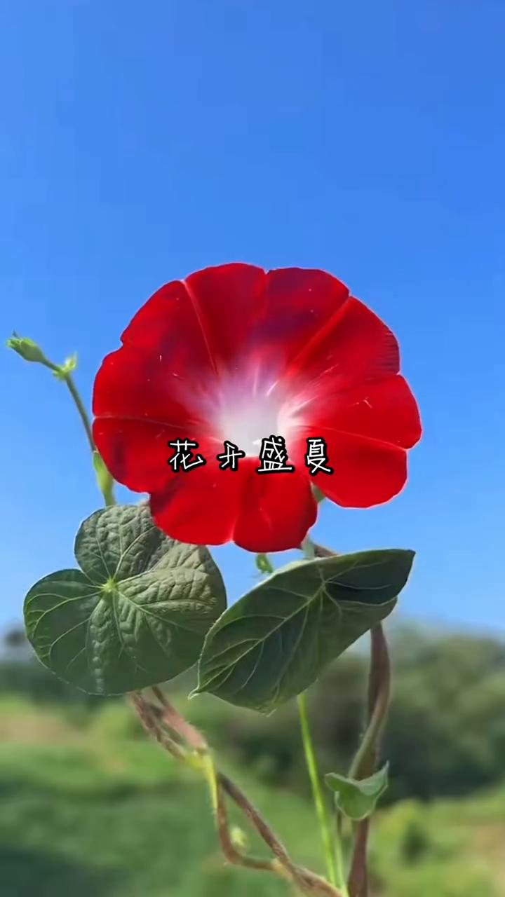 花开盛夏。