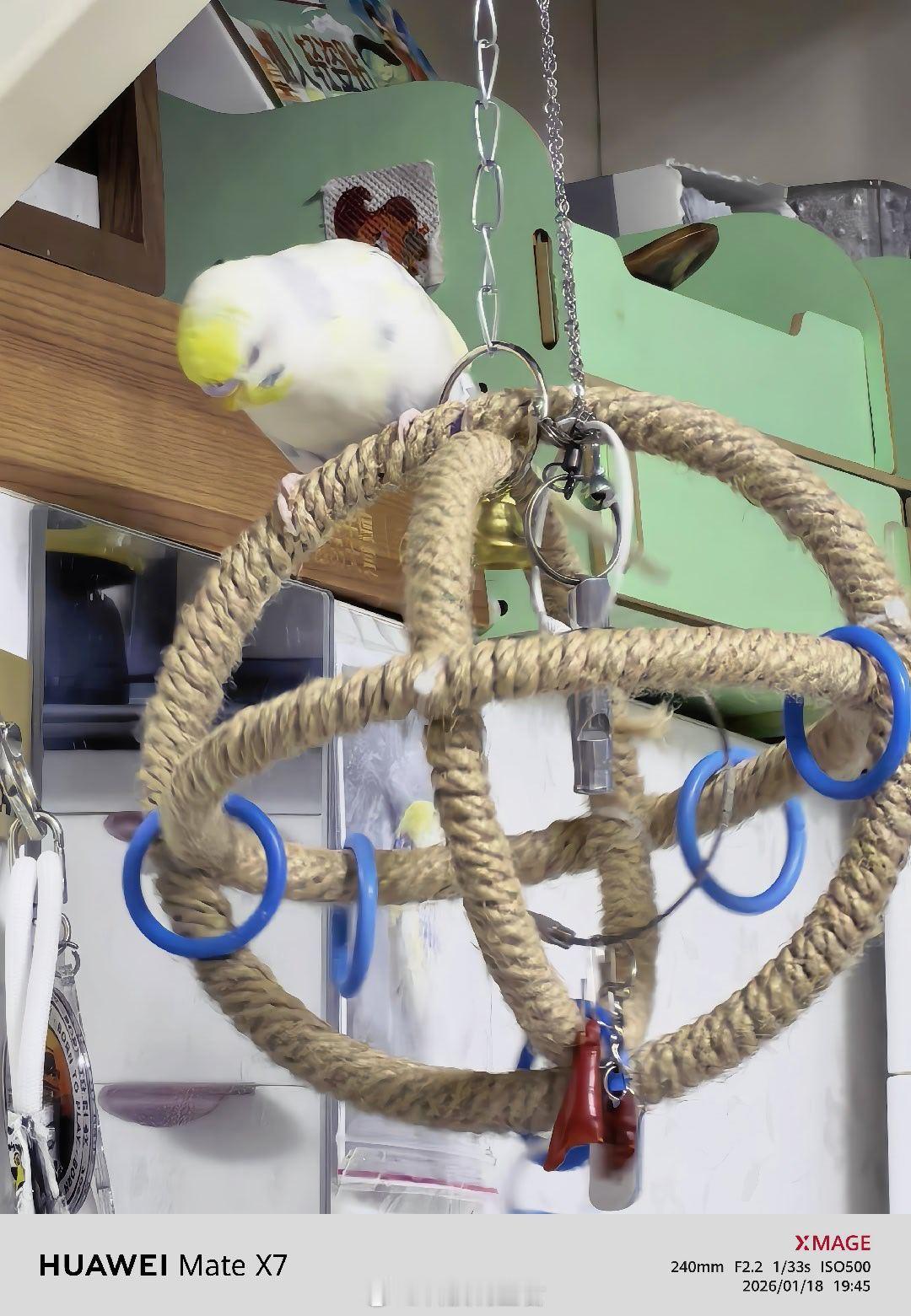 好羡慕我家的鸟各种玩的吃的都很多每天无忧无虑还有这几天开始会说话第一句就是：恭喜