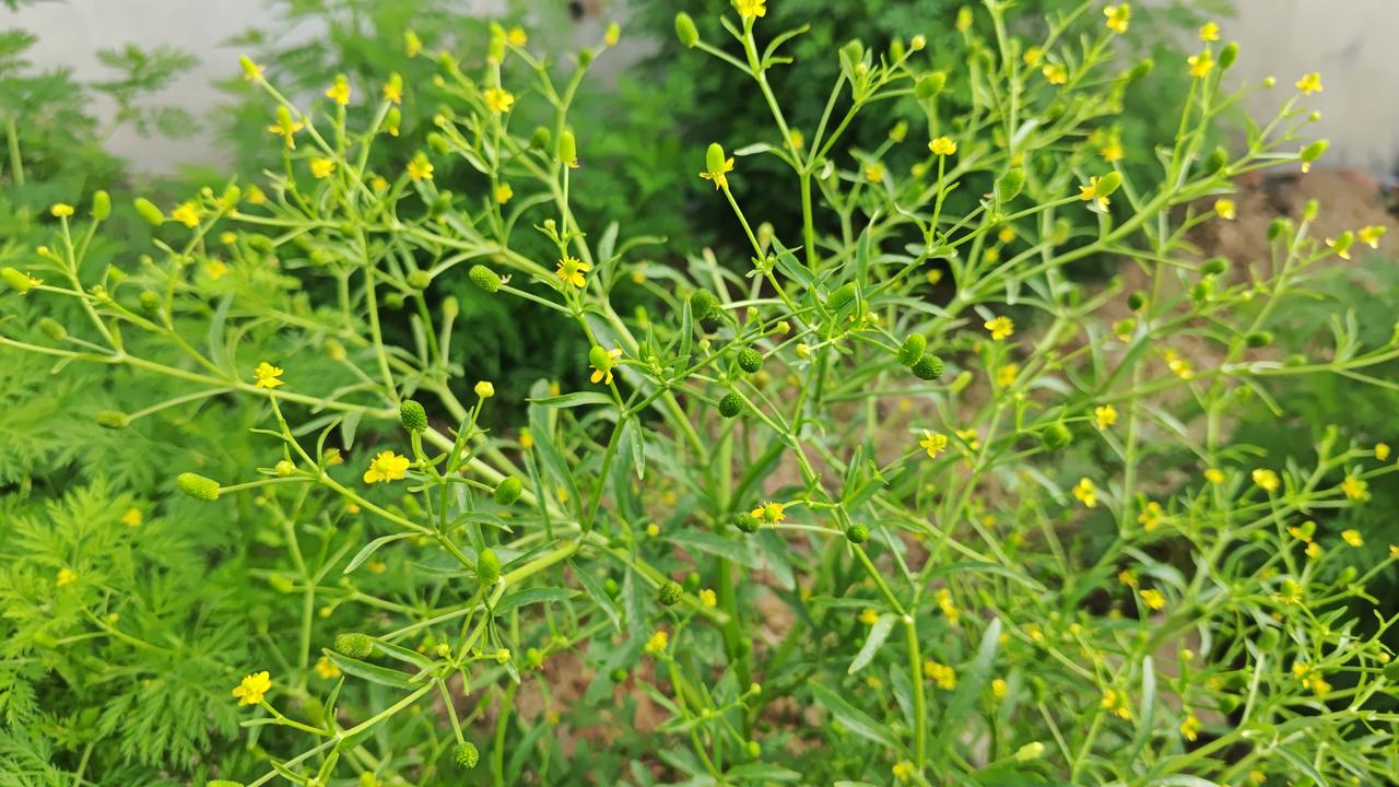 春季踏青千万别乱碰！这种野菜酷似水芹，误食、触碰都伤身🔥
春天一到，大家都爱去