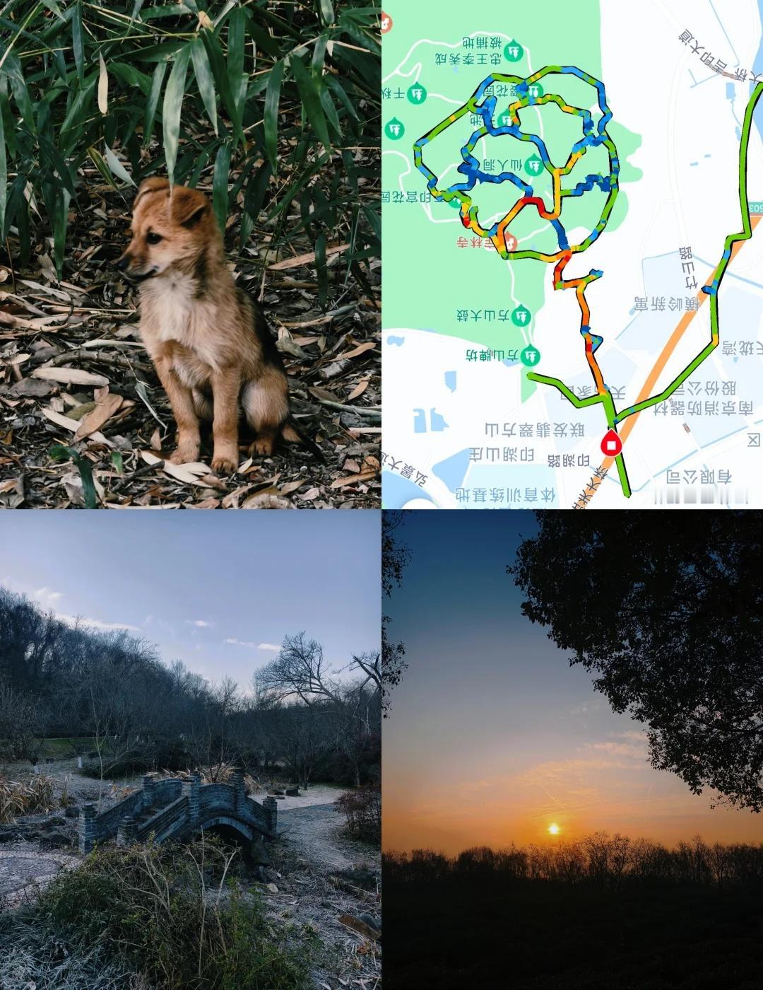 南京方山一枝花轻越野
路线友好
爬升不大
一步一景
友好小野狗众多
自然户外森林