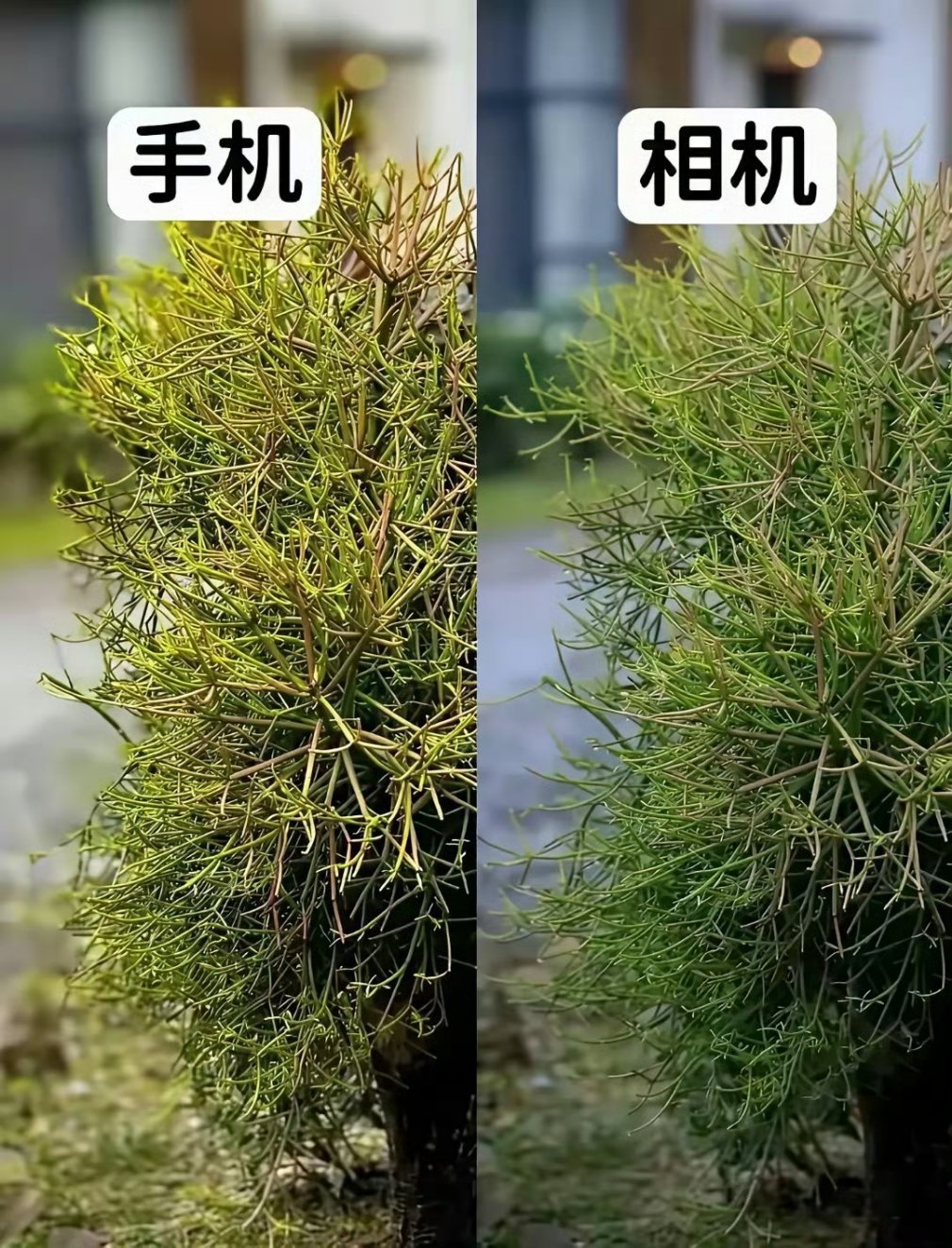 相机会被手机替代吗？ ​​​