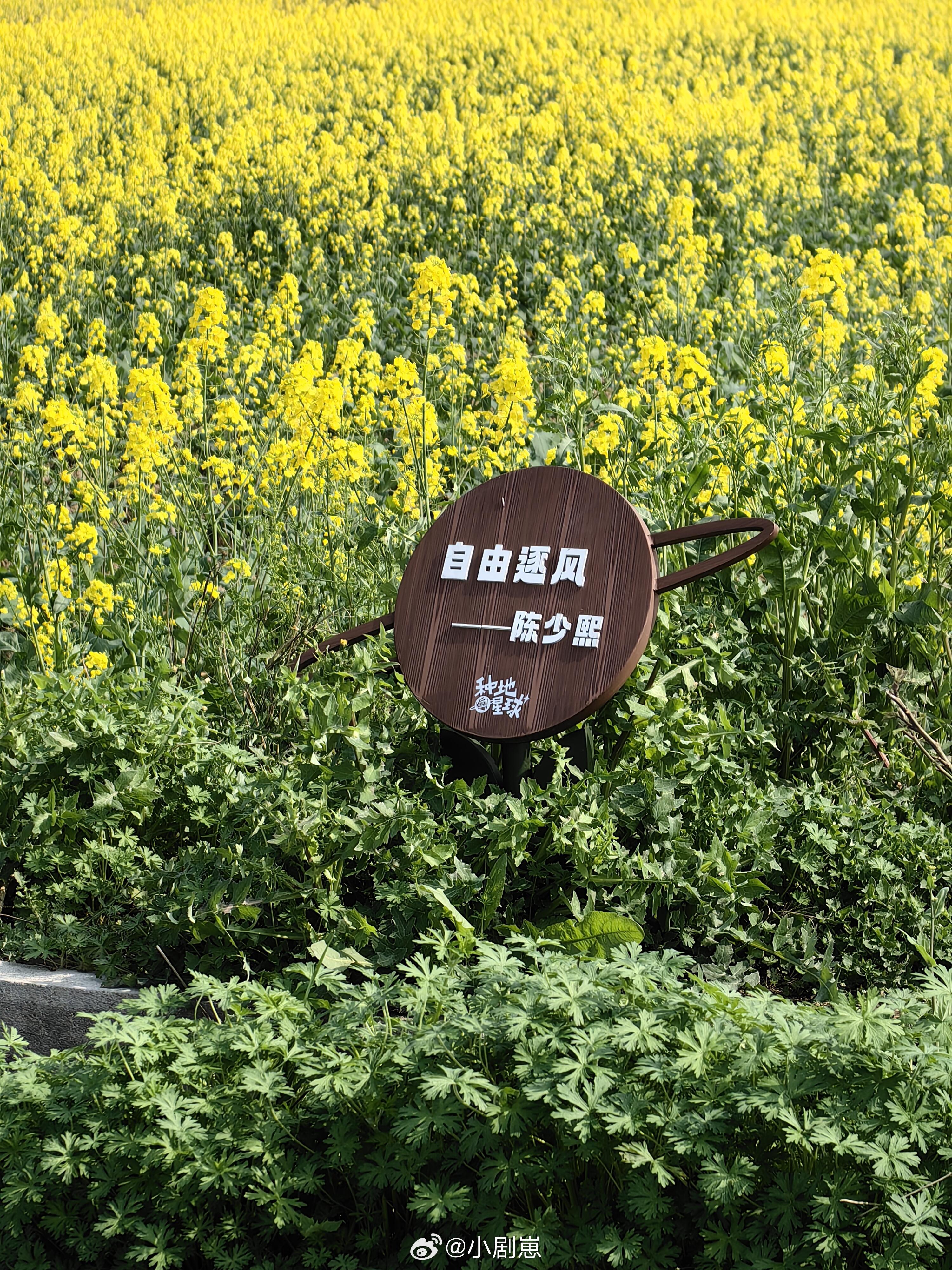 奔跑吧后陡门的油菜花开了，真的好美！奔跑吧‖ 