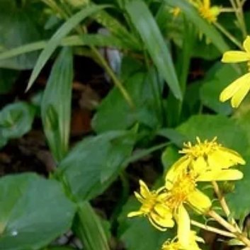 ‎种植 🥀大吴风草的种植方法1.选择合适的种植时间：大吴风草适合在春季和秋季种