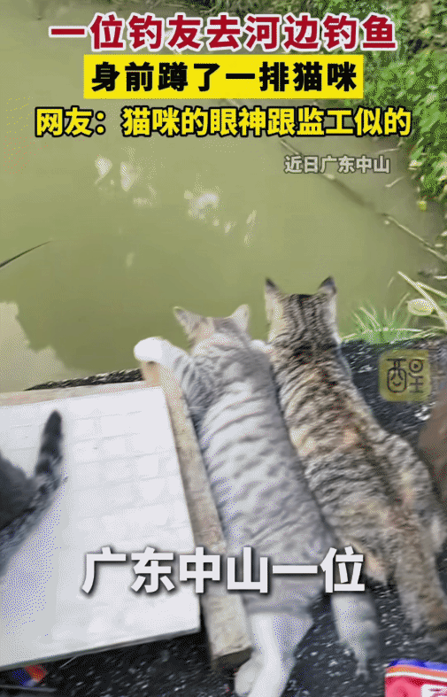 “笑不活了！”广东中山，钓友去河边钓鱼，没想到，他身前蹲了一排猫咪，而猫咪的眼神
