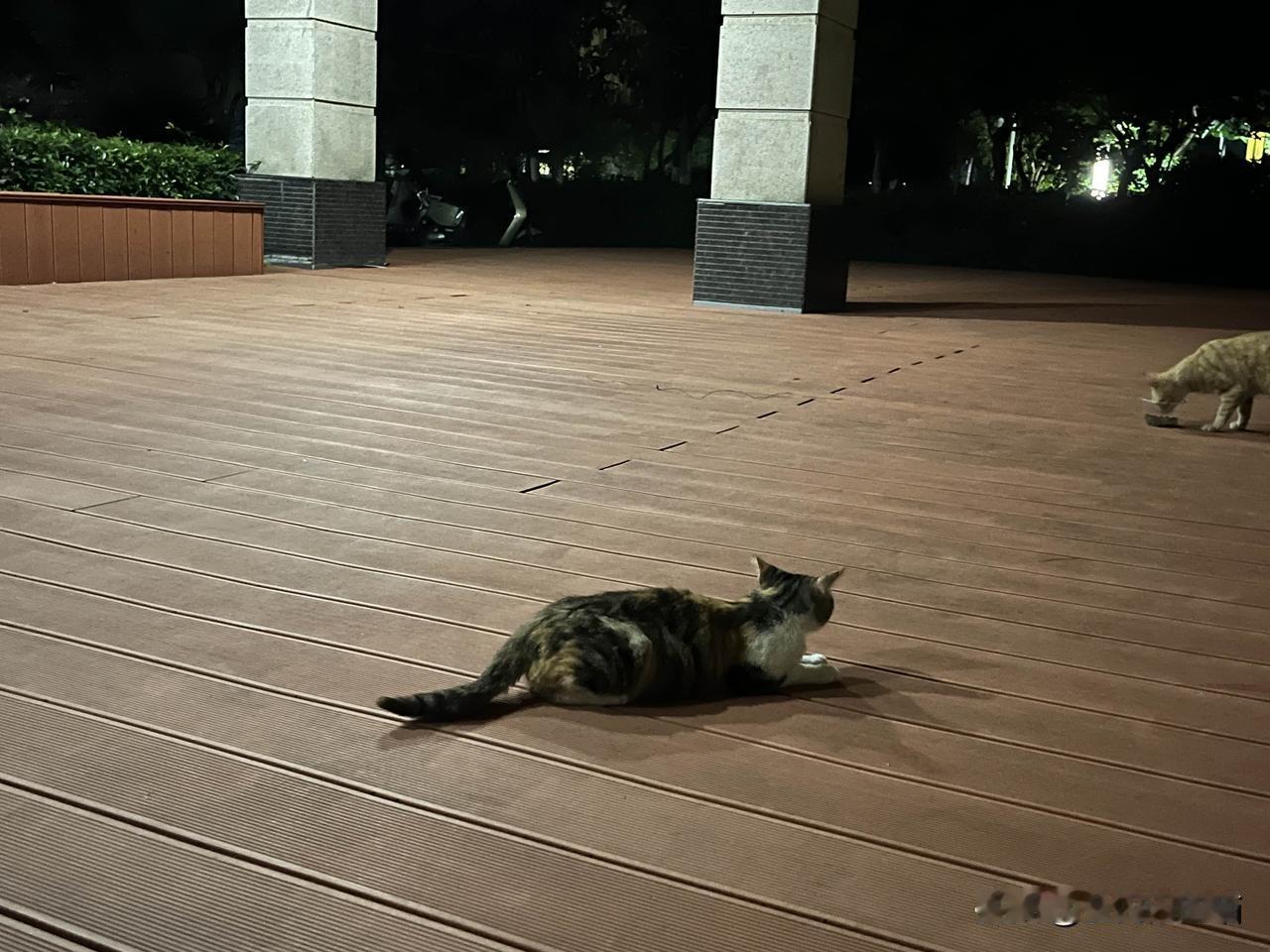 猫咪29天还能找回家门，我就是非常惊讶！这个对很多人来说应该是小概率事件，比如宠