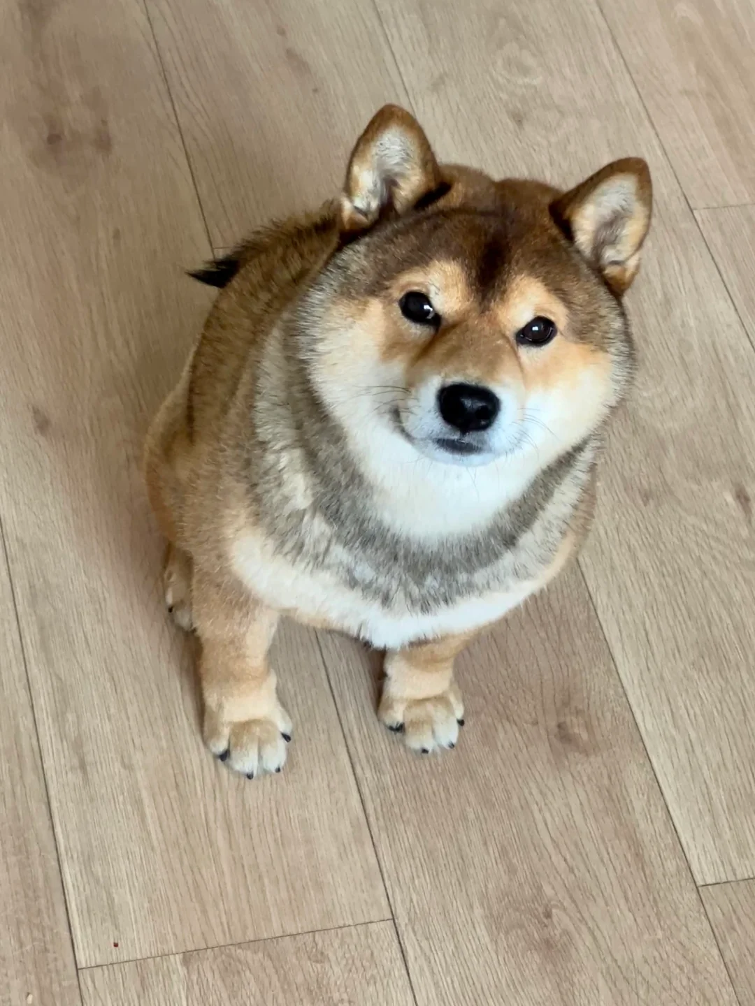 一颗狗头