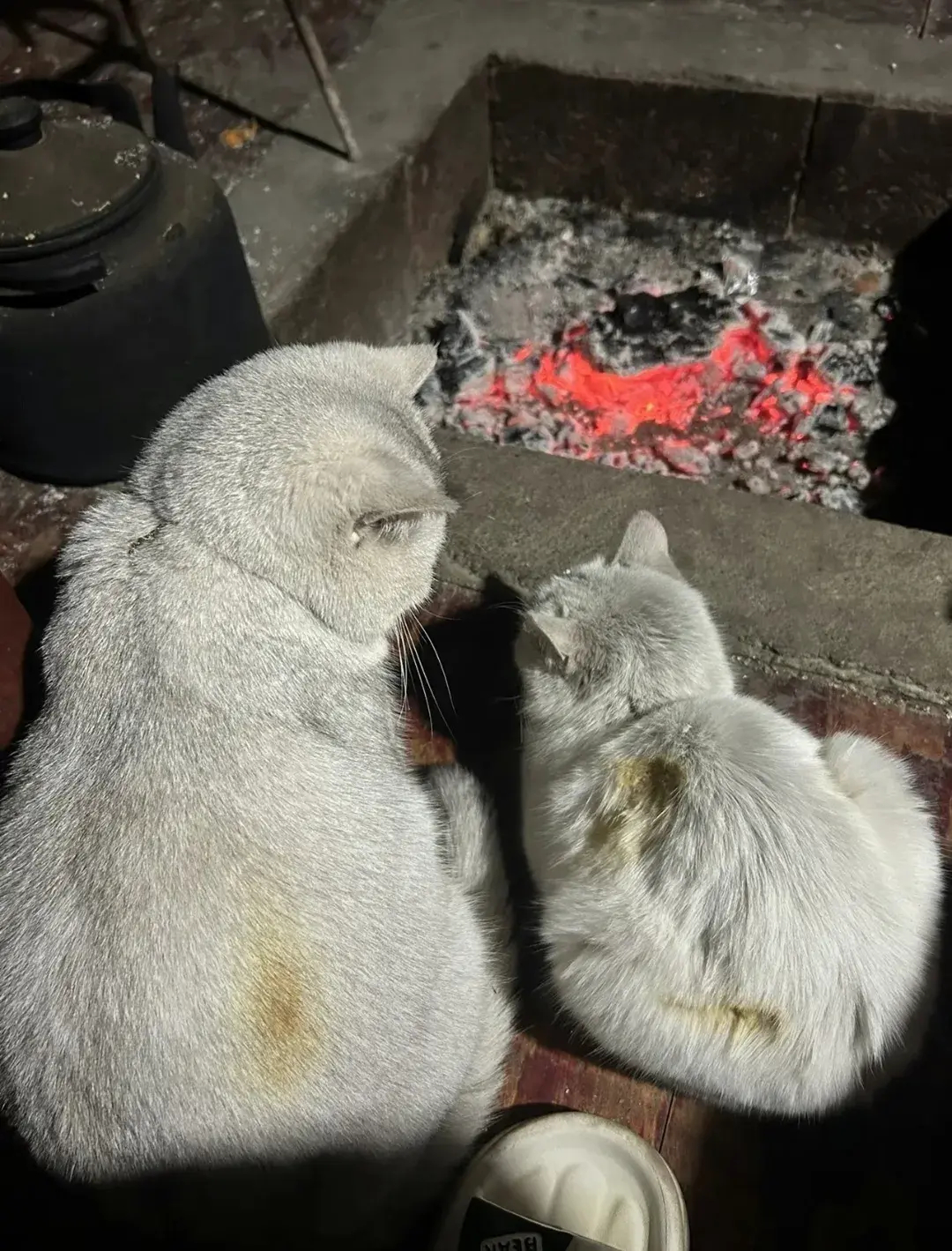 第一批回家过年的小猫咪已经烤焦了！ ​​​
