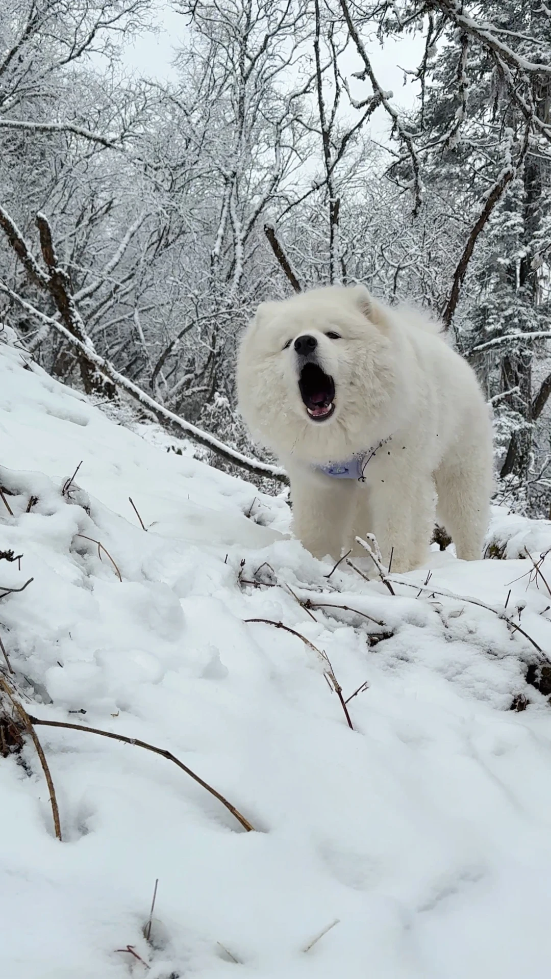 🐶：和我回西伯利亚，这不是商量！