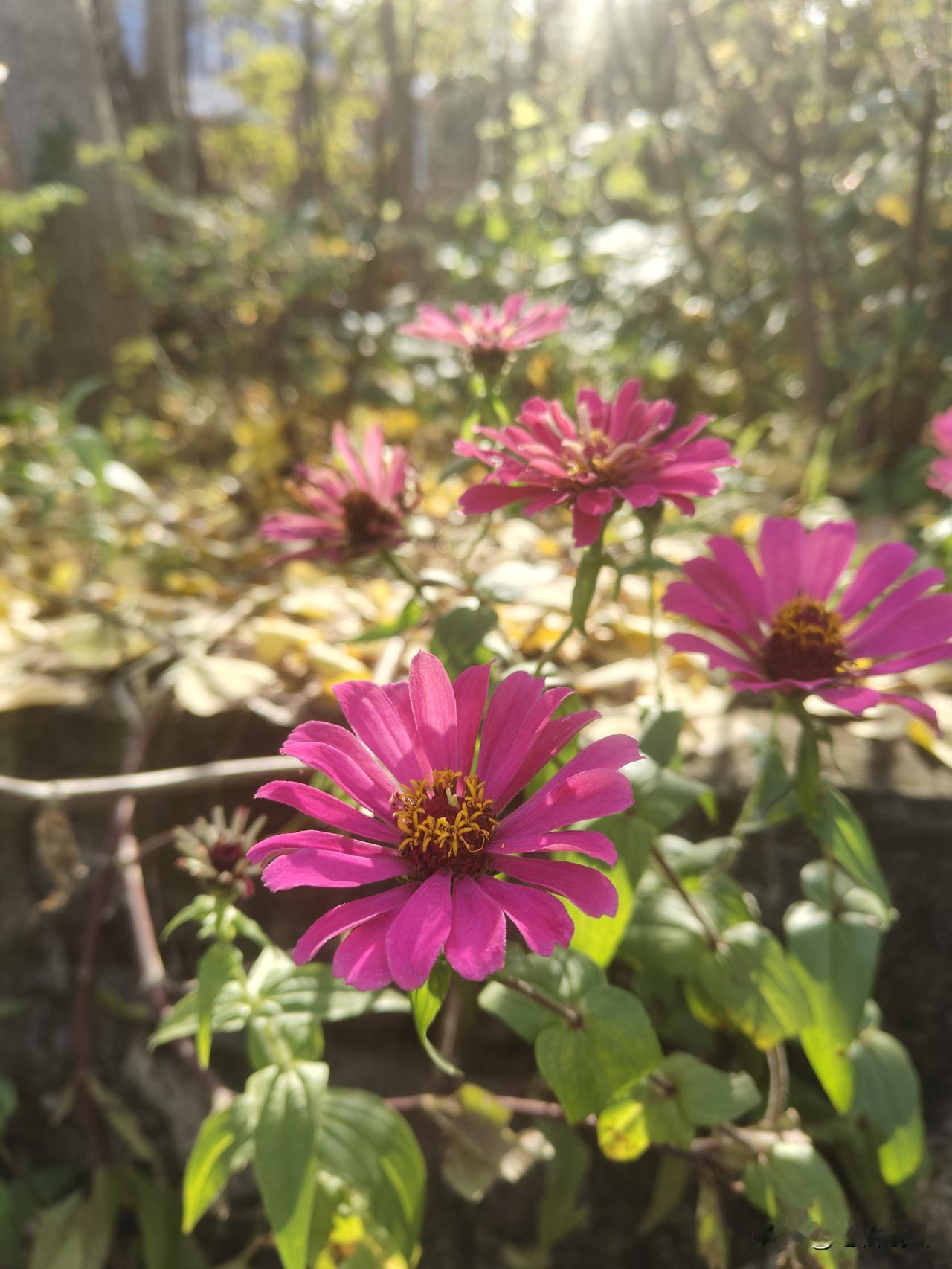 爆了，爆了

昨天孩子睡着后，熬夜写了一篇微头条，想到友友们说最好不要深夜发文，