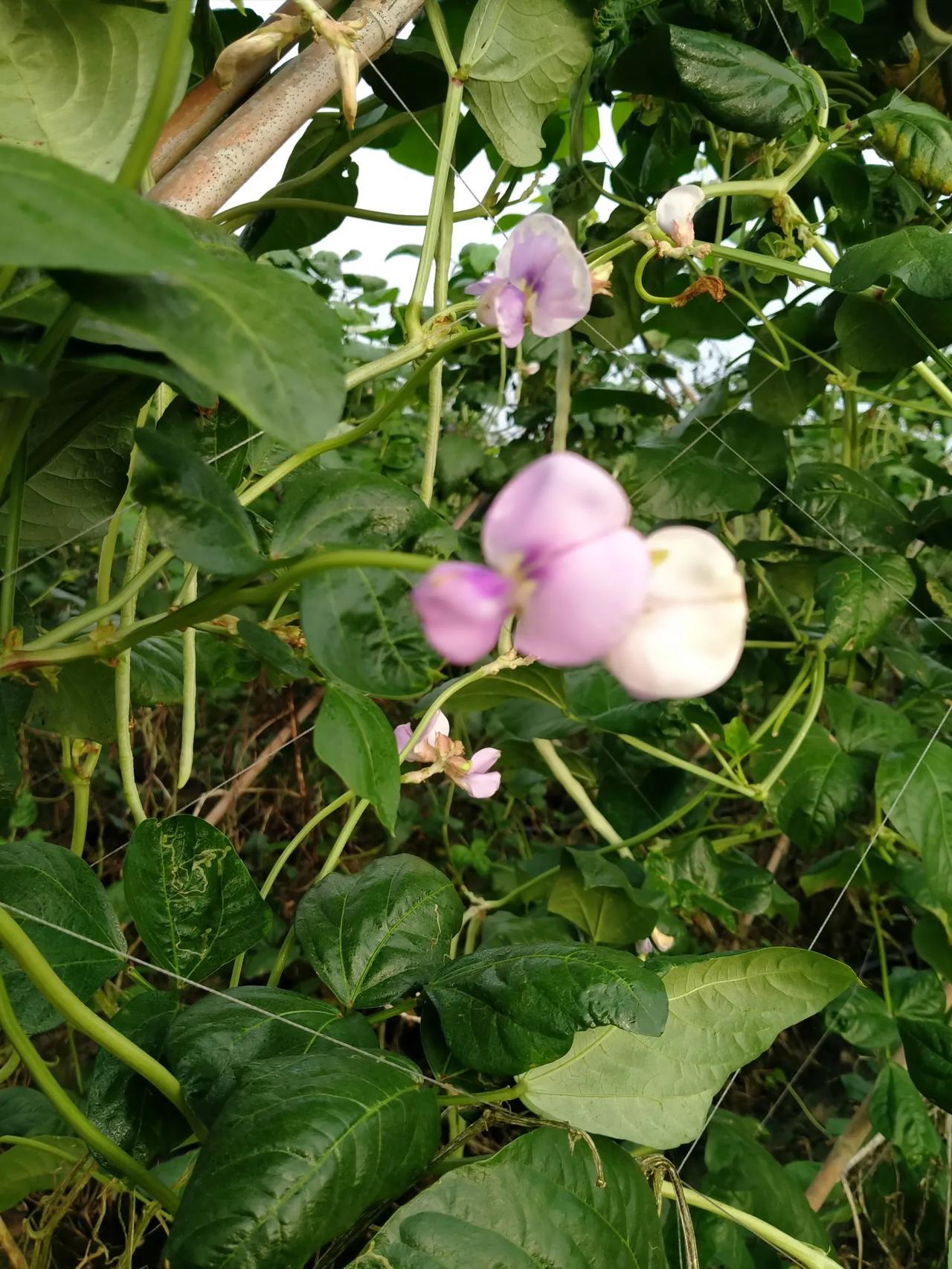 #我的今日感悟#时间如同流水，一去不复返，生活中没有“如果”的按钮，我们能够把握