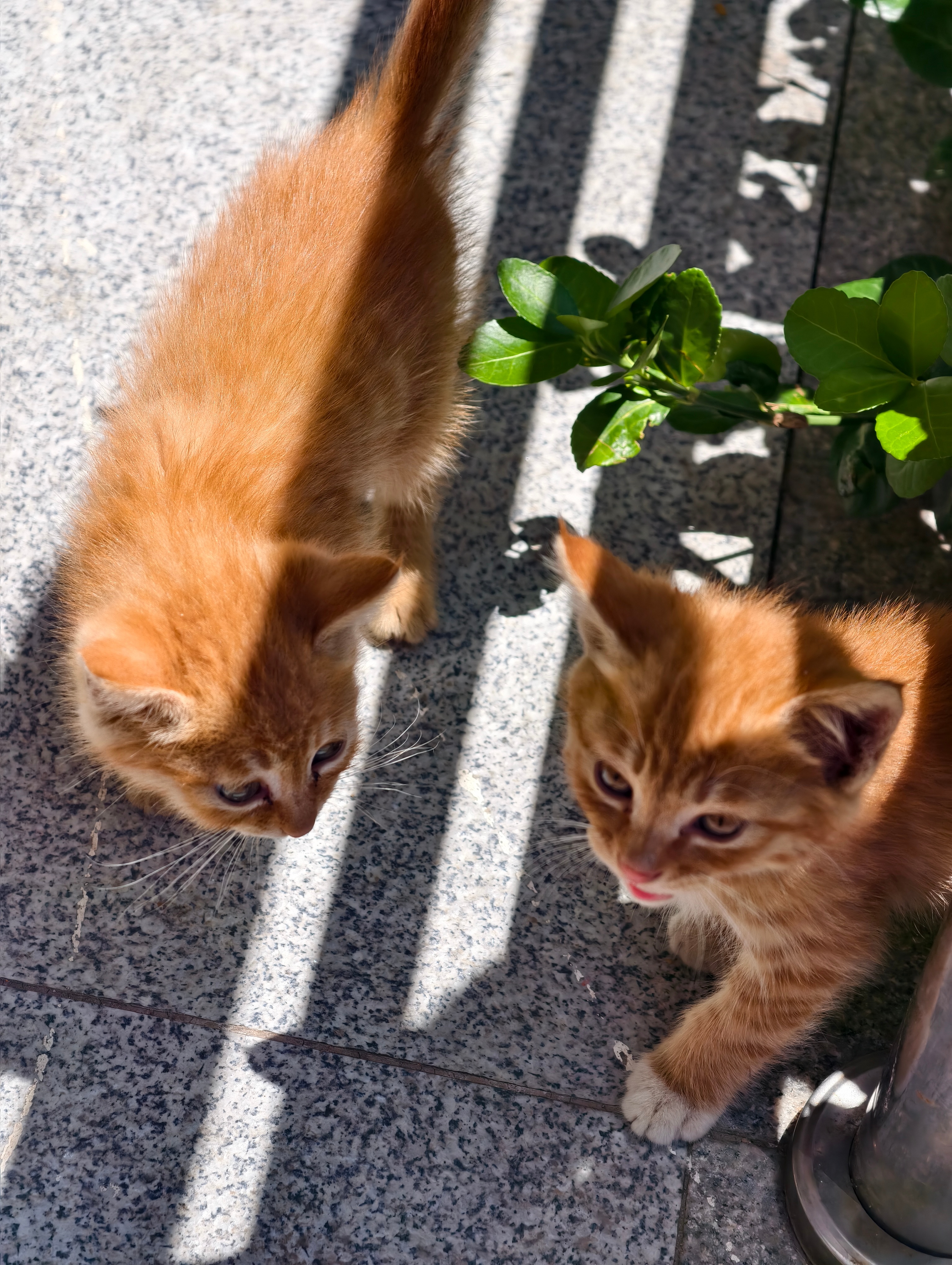 小猫咪呀 