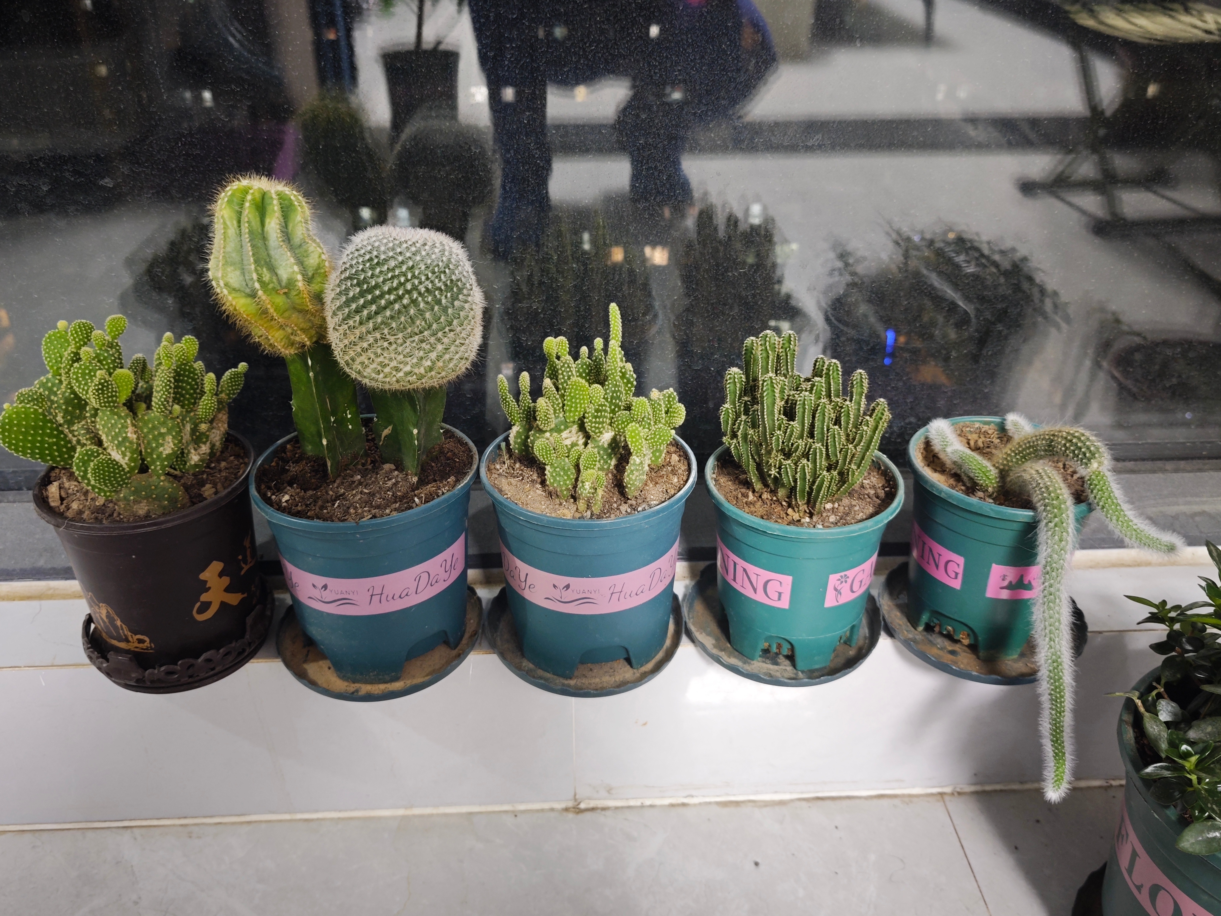 生活手记 夏天，对于绿植来说，防晒和通风是第一要务。阳台上不敢放多肉了，有好几株