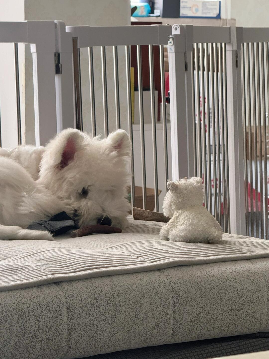 小狗和它的小狗 