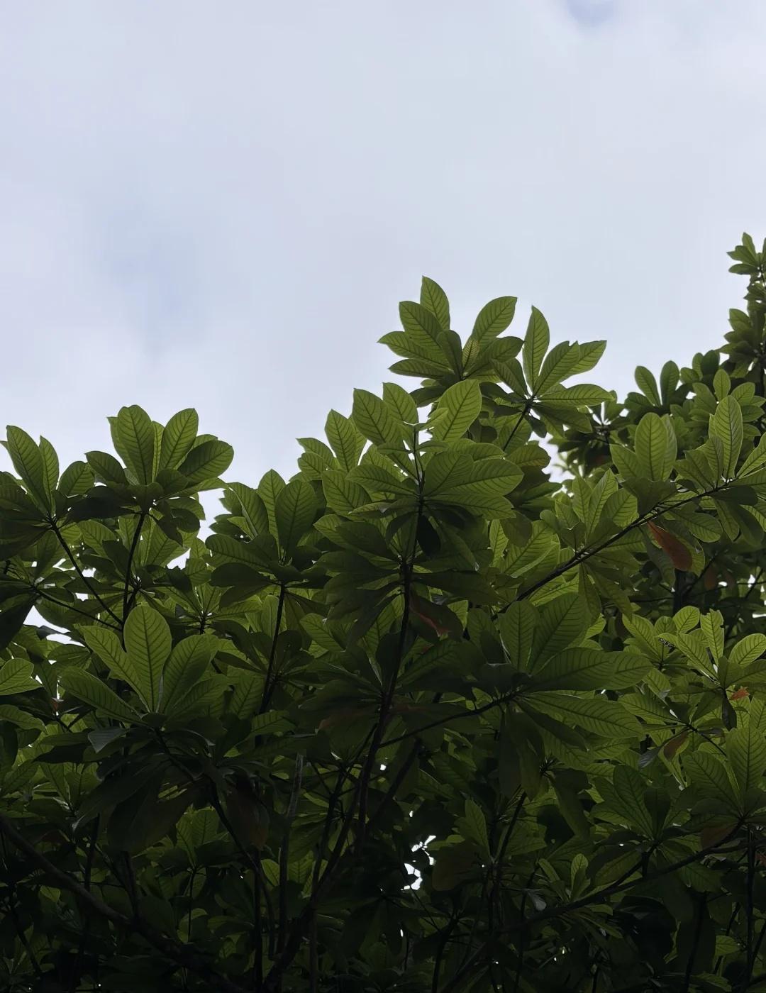 舒服得不像在广东
能不能继续保持这个天气
这两天真的太舒适了
抬头拍树 舒服的感