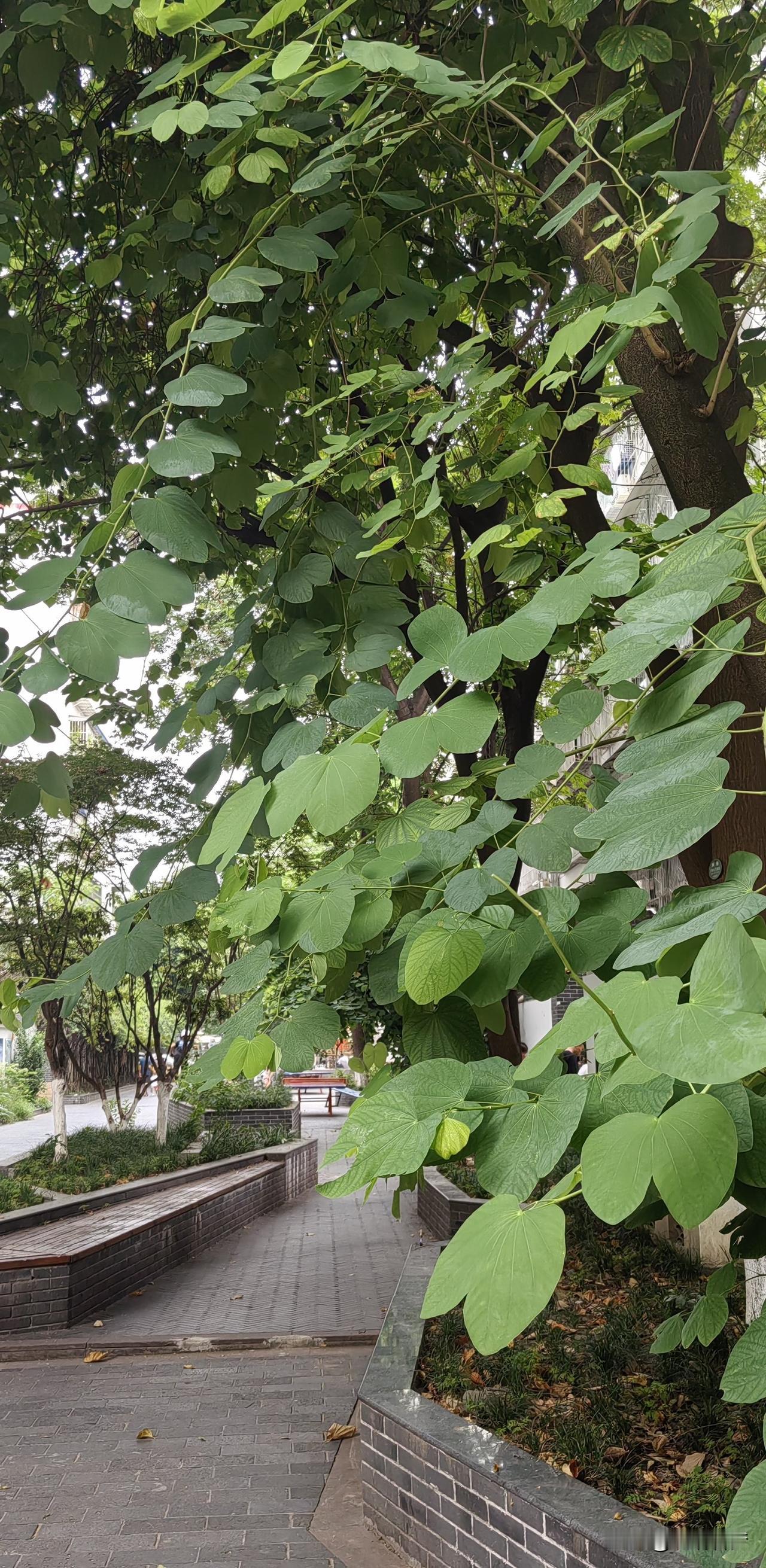 家庭照护为什么这么难？这个问题，问到了无数中国家庭的痛处。难，真不是哪个子女不孝