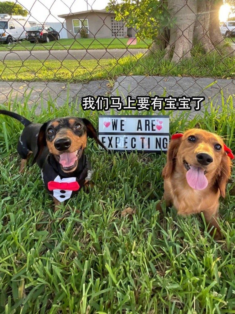 这看着比普通人类情侣幸福多了[doge] ​​​