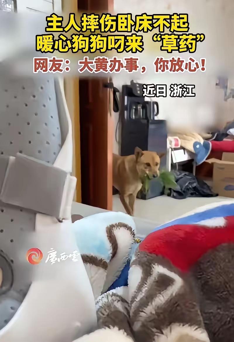 "不愧是老祖宗严选！"浙江，一男子摔伤在家养伤，家里的大黄见主人卧床不起，竟然从