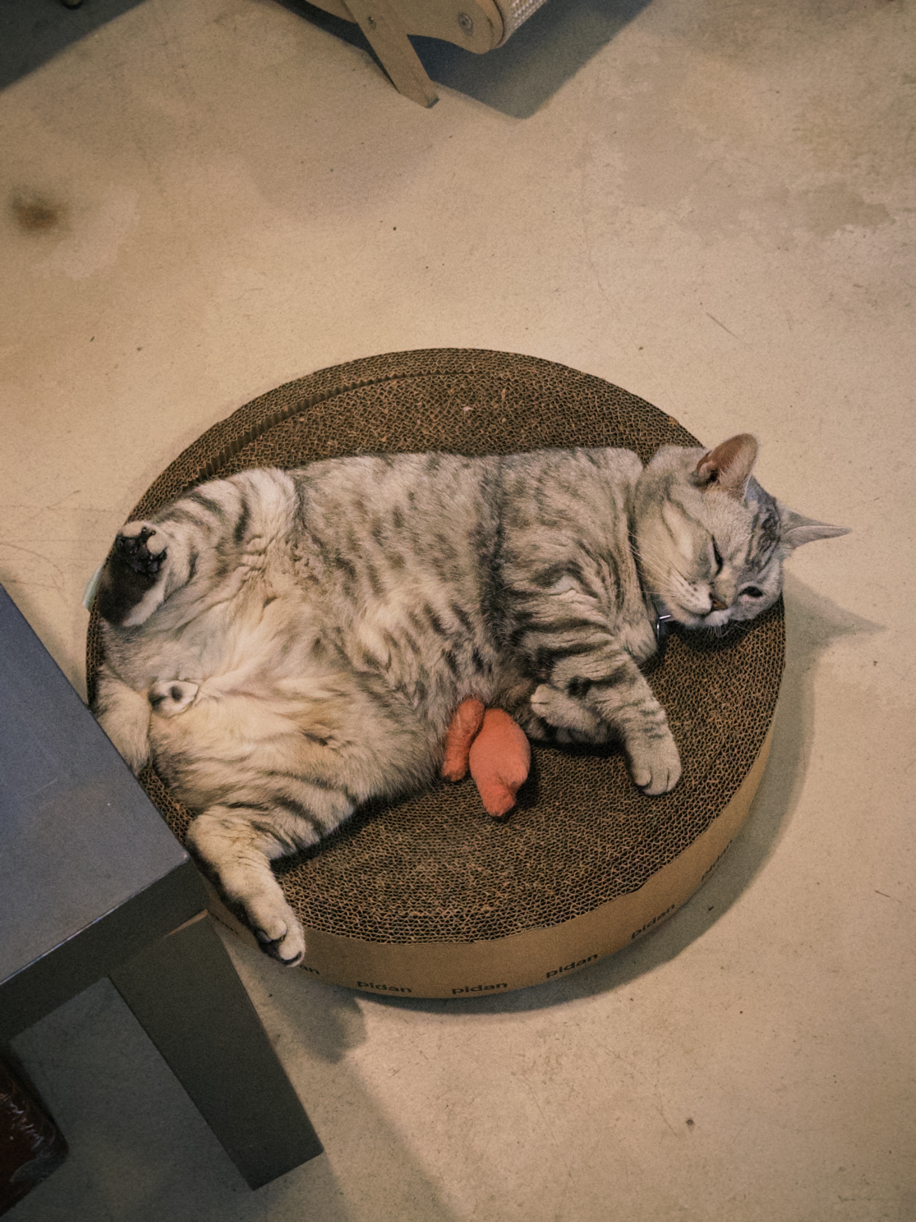 感受到了猫生的松弛翻眼朝天露肚皮🐱霸占一整条街的慵懒 