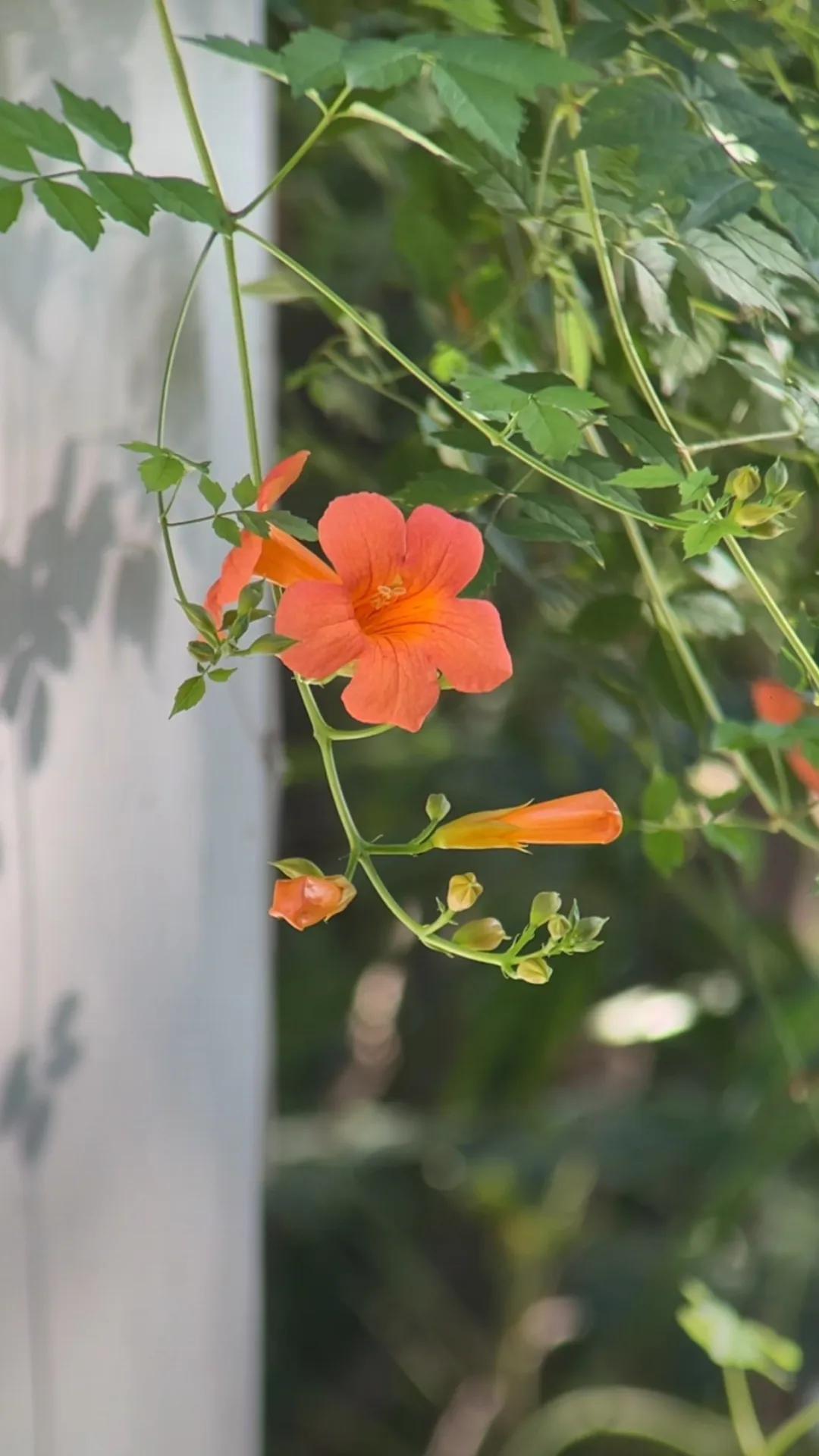 夏日生活打卡季 冰格冻满了荔枝水，玻璃杯壁凝着水珠，《七里香》在耳机里循环第三遍