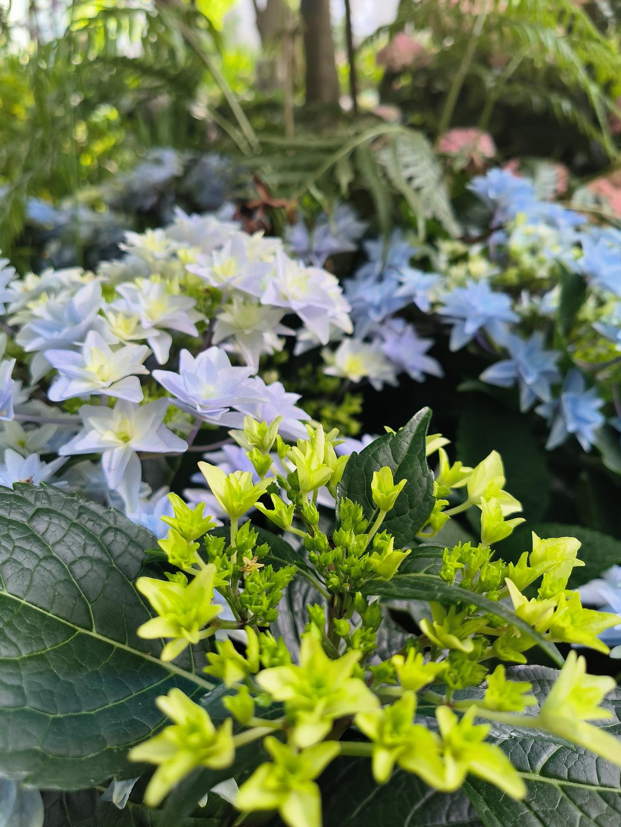 花草🌿日记～🌸🌸🌸🌸

继续分享美丽的鲜花照片～2025春季花展随手拍