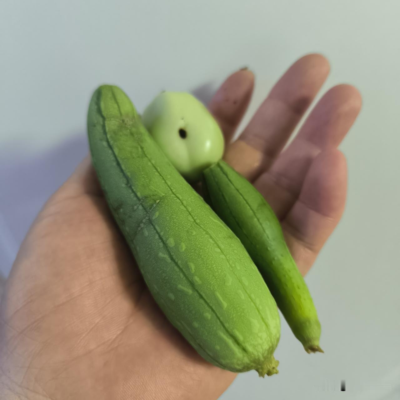 看我种的歪瓜裂柿

种菜真不容易，今年春天我买了三颗西红柿苗，两颗黄瓜苗，另外自