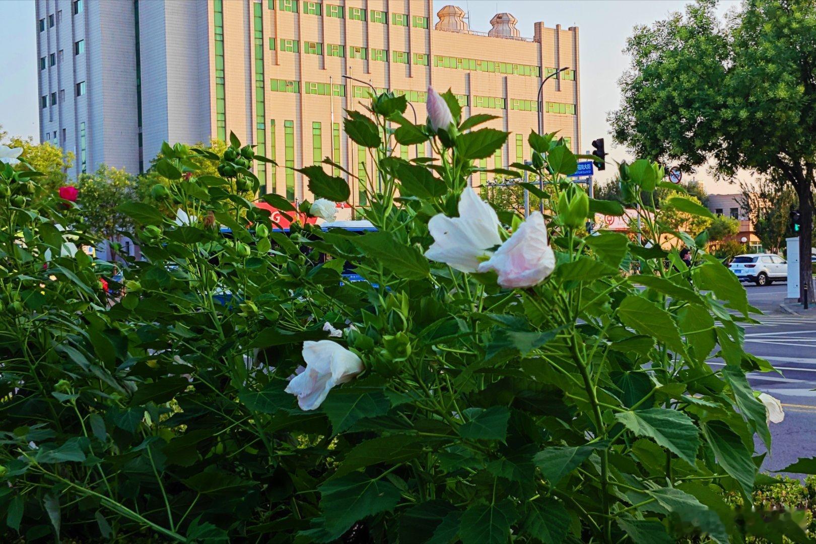 【盛夏】🌿今日打卡顺义区“仁和”公园，这里高大的杨树林遮天蔽日，阳光透过枝叶洒