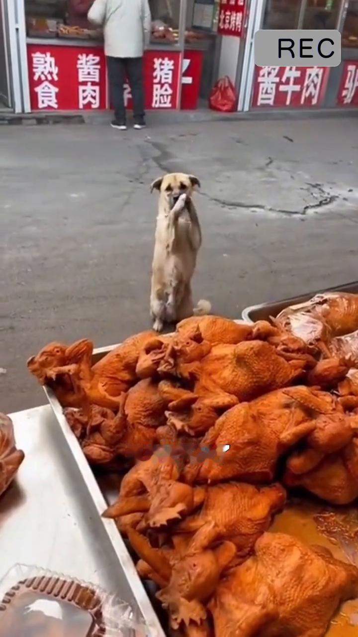 可怜的小狗怀孕了正在乞讨。
广东惠州就发生了这样暖到心里的事。一年前店铺老板吴先
