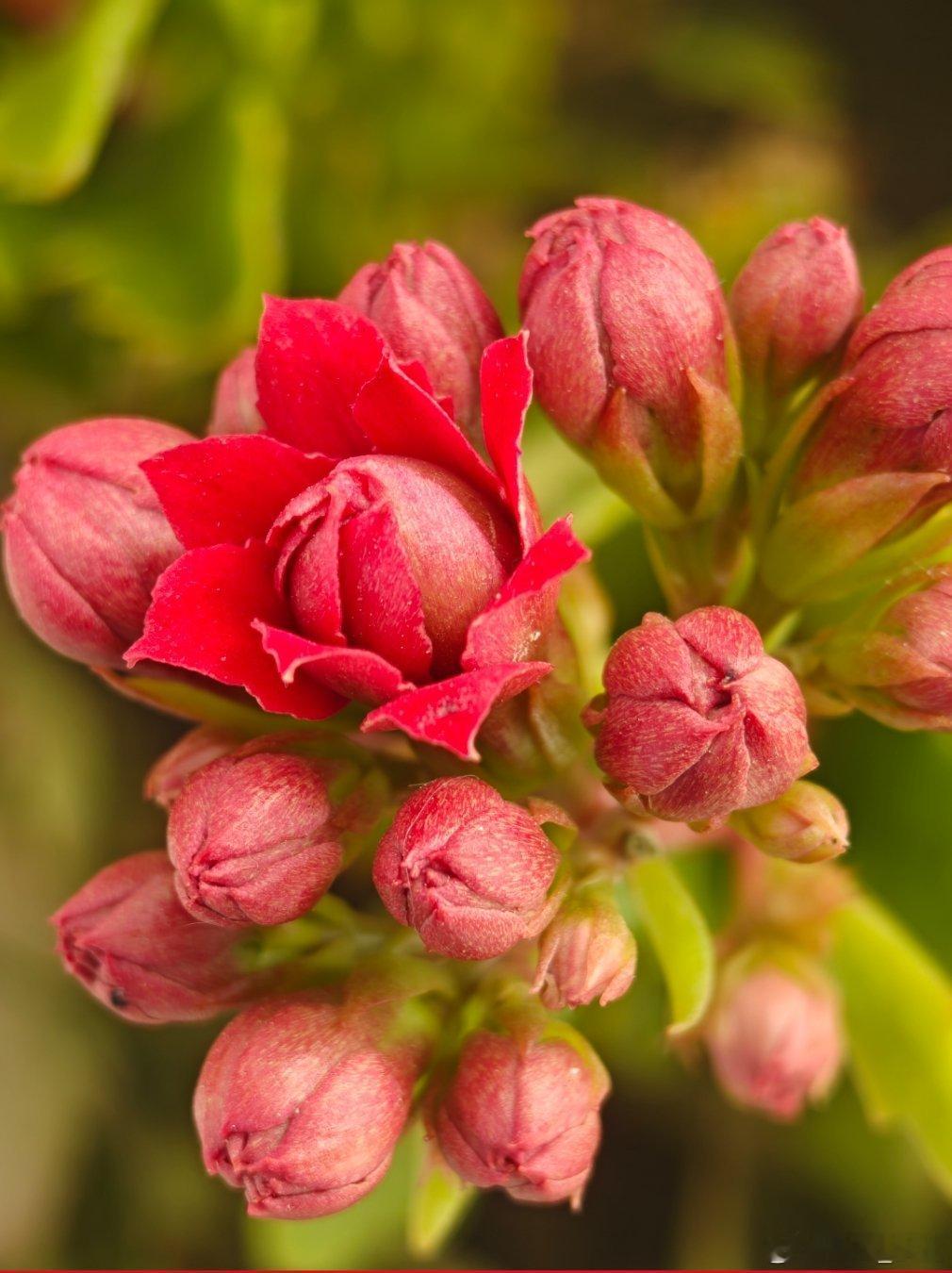 魅族手机为什么没落了曾经的魅族手机也很火爆，到现在的走向没落，正是因为现在手机市