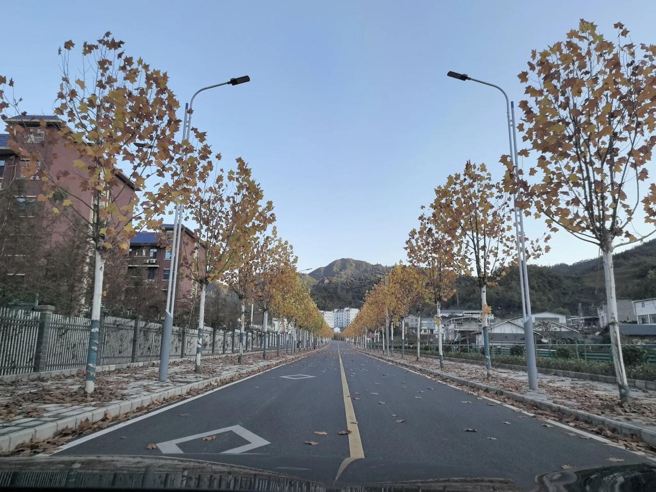 冬日，梧桐树的生命礼赞