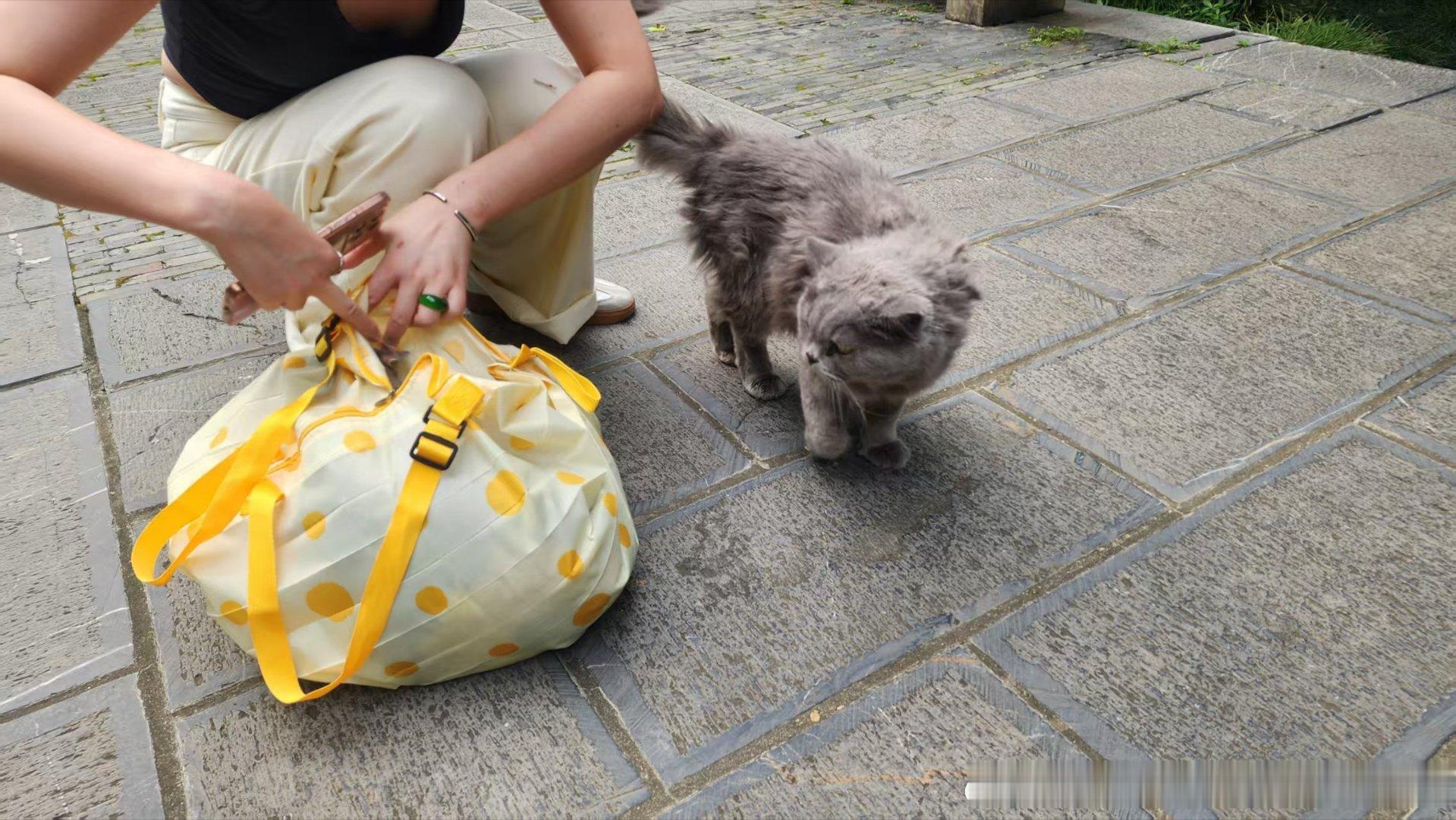 下马坊公园品种猫两只，无明显外伤非常亲人的家养猫，无野外生存能力，大数据看一下是