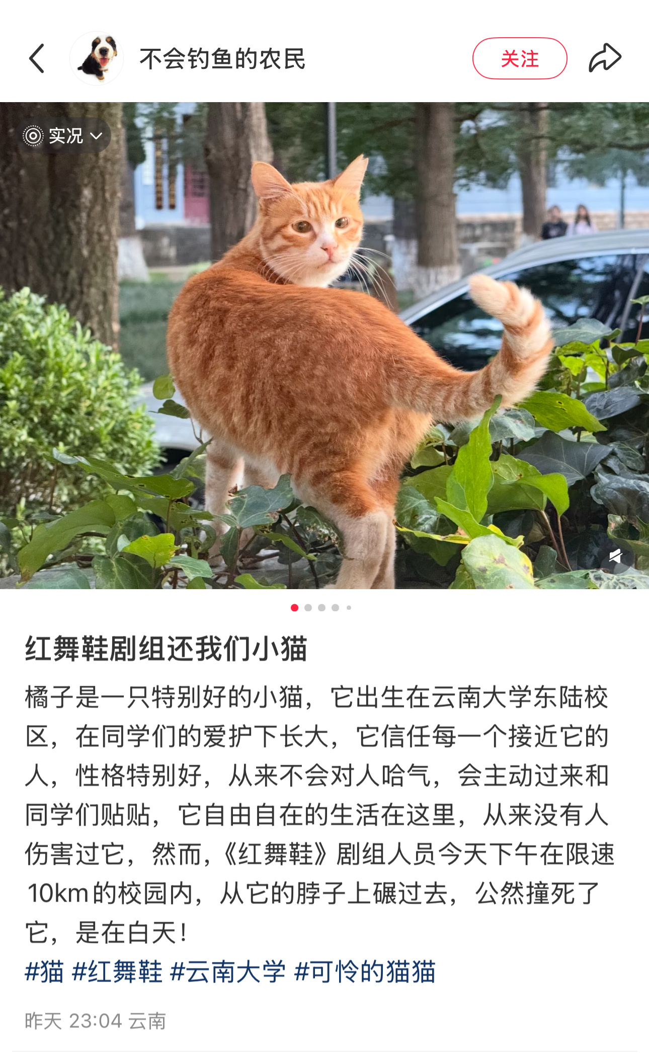 曝红舞鞋剧组开快车撞死猫10月22日，《红舞鞋》剧组在云南大学东陆校区取景时，剧