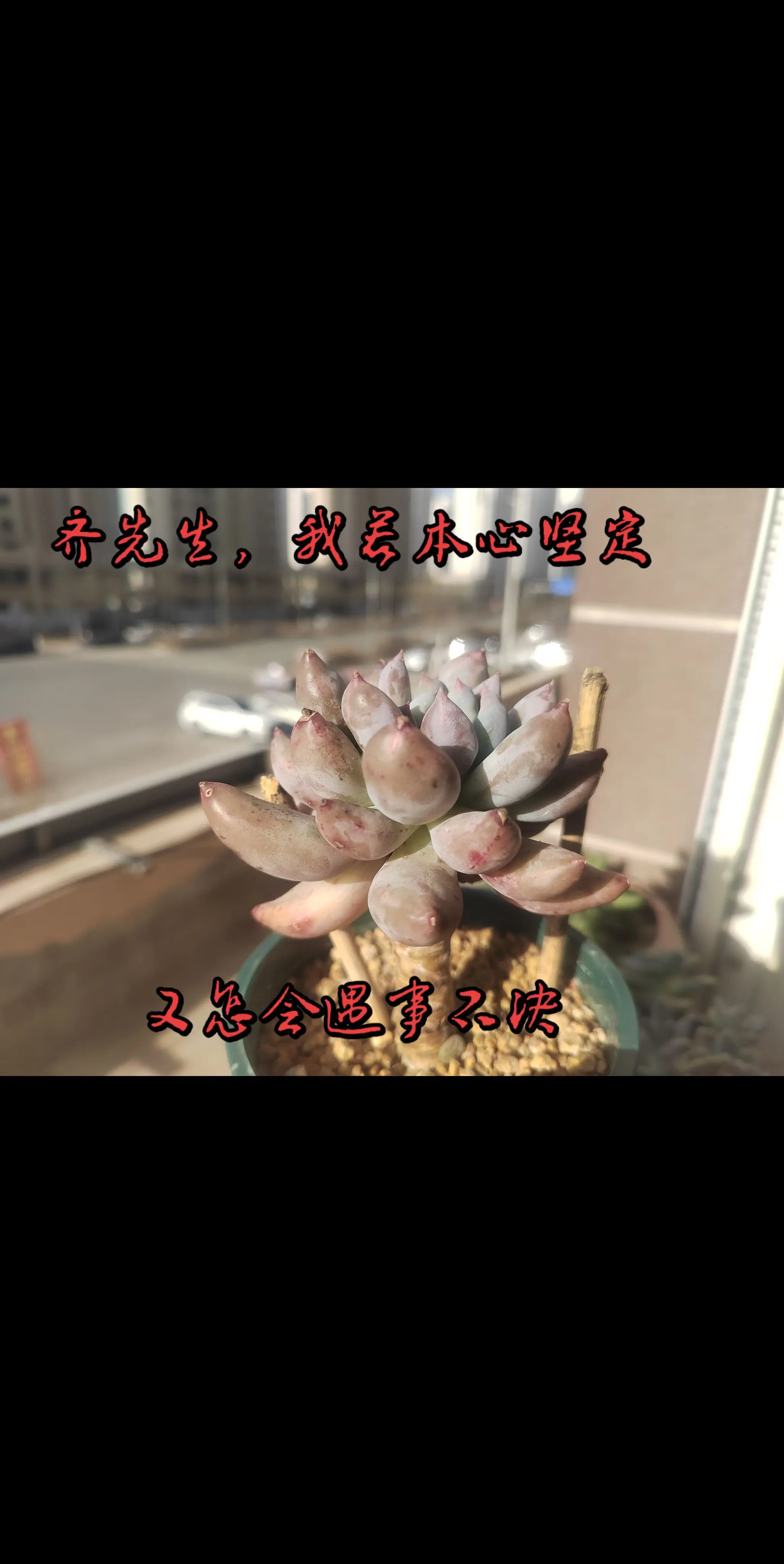 齐先生，我若本心坚定，又怎么会遇事不决？