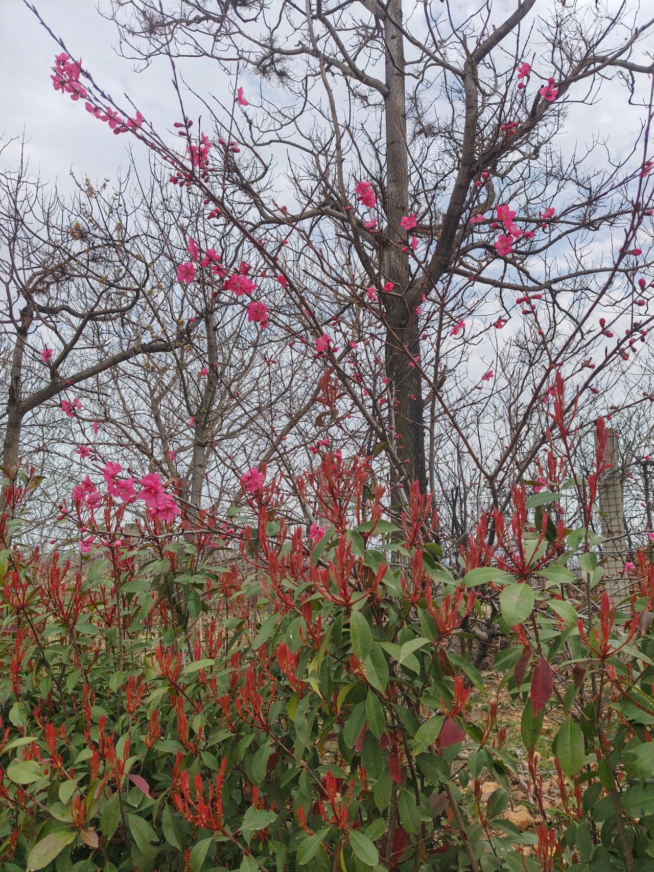 🌸 春日碧桃随感
 
这满枝的粉红花，在光秃秃的枝桠间开得特别热闹，像给枯树点