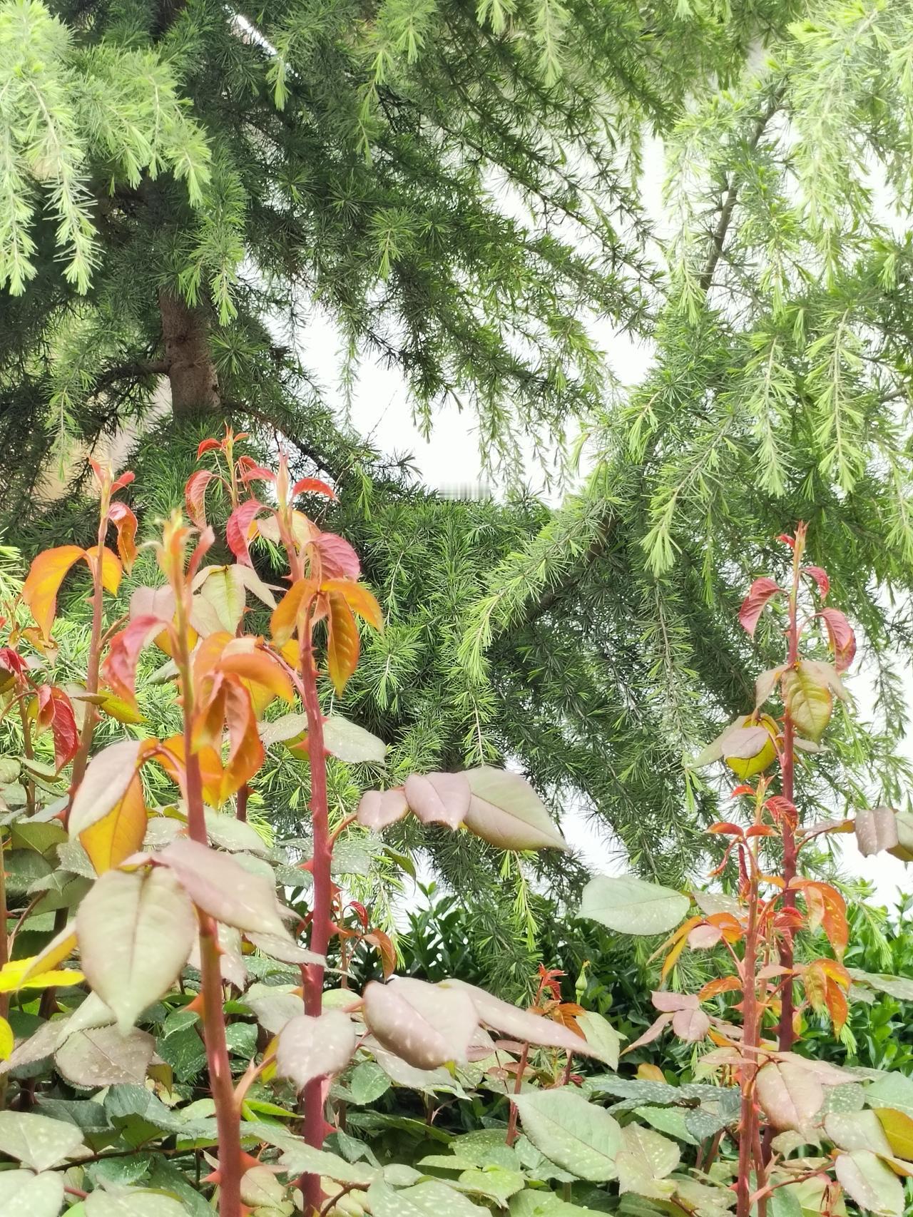 一丛红嫩向阳生，满眼清翠入怀来。
草木自有温柔力，岁岁年年，皆有新生。