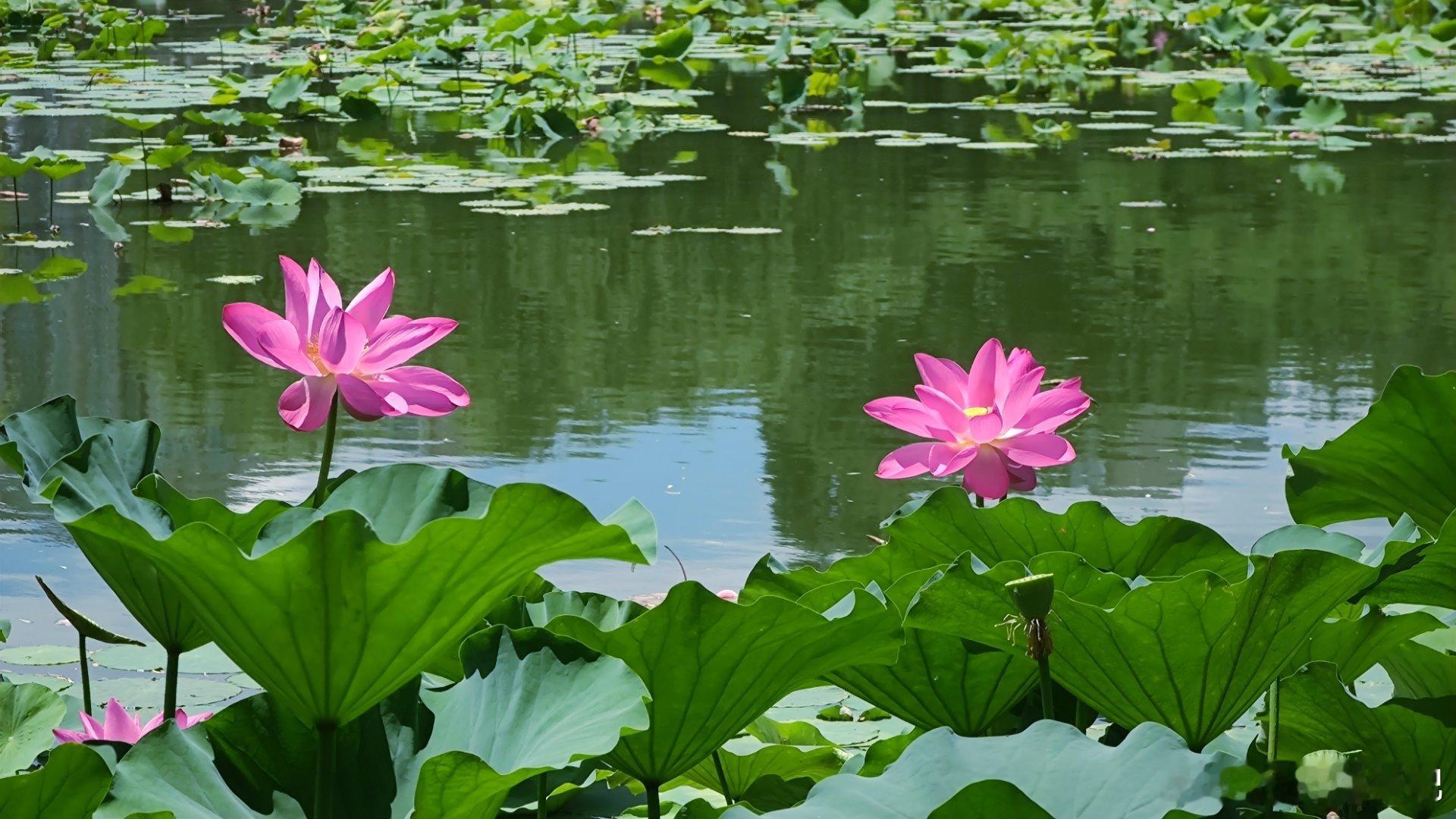 夏日顶流，又到了拍荷花的季节，北京紫竹院公园荷花摄影​​​