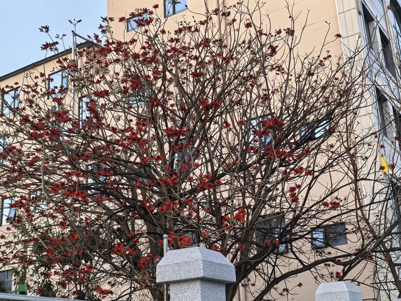 在昆明的一路边上看到的，这个开红色的花是什么花，云南真的是代表了全国的地形及气候
