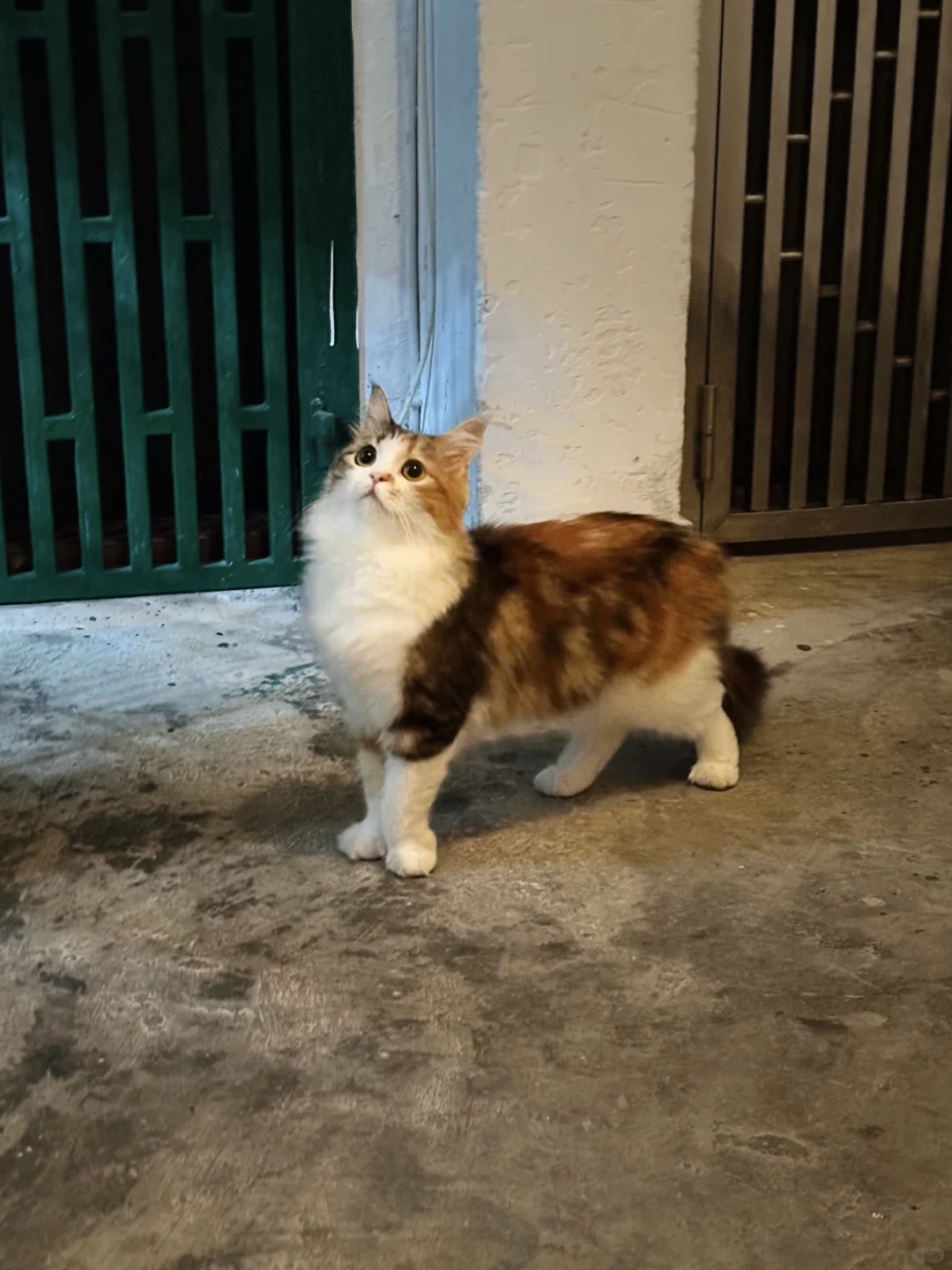 第一次在小猫身上看到了优雅