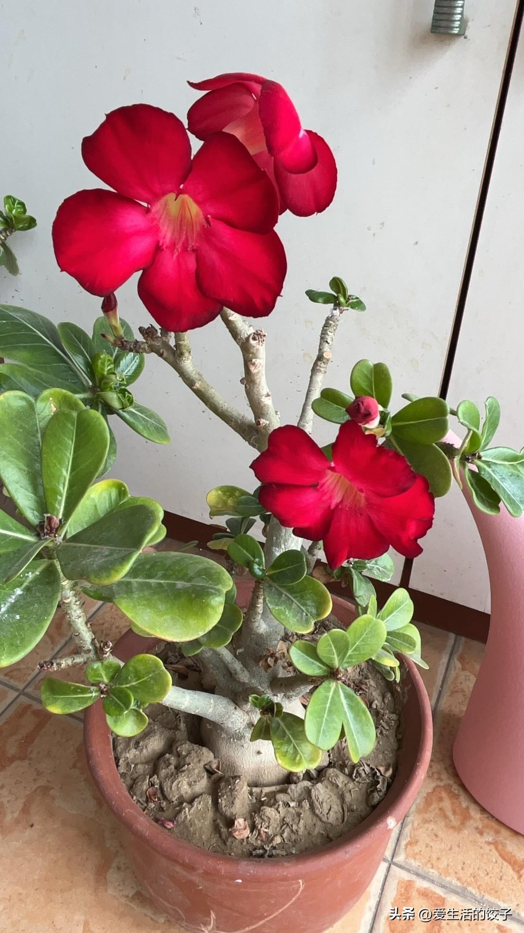 先顾好自己，才能好好尽孝

老人需要照顾，可儿女的身体和心情同样重要。别把所有压