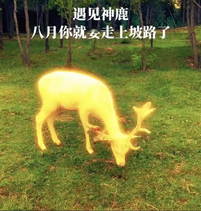 见鹿转发，你会有意想不到的好运 🦌 私信，可以许愿