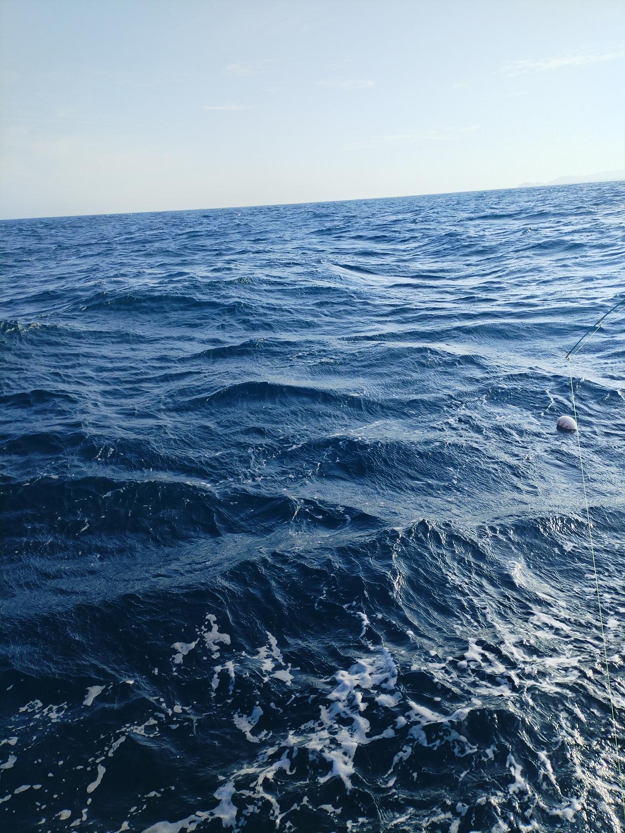 鼓鼓的🐡河豚，海钓，然后又放生